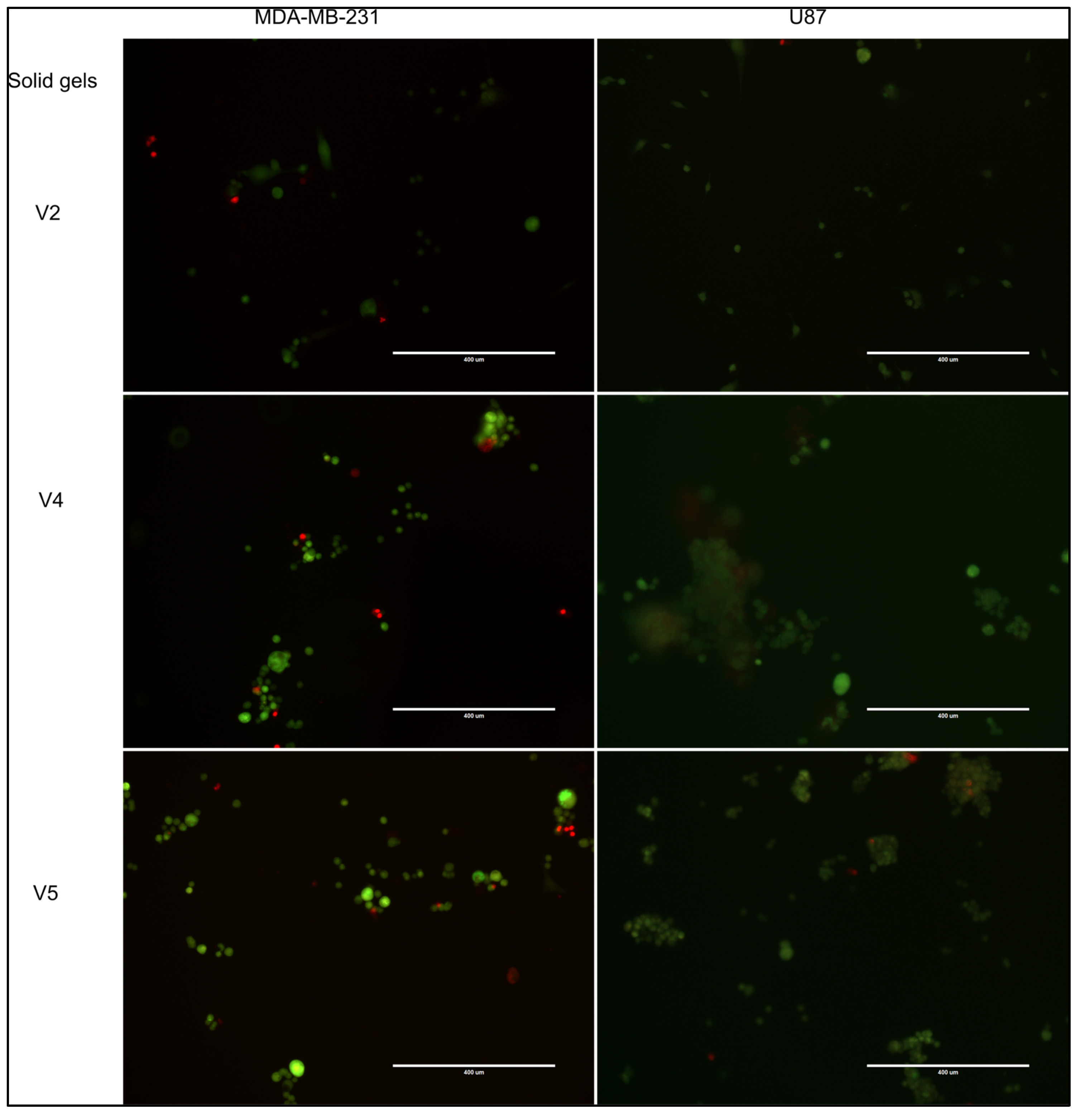 Gels 09 00051 g005 Gels 09 00051 g005