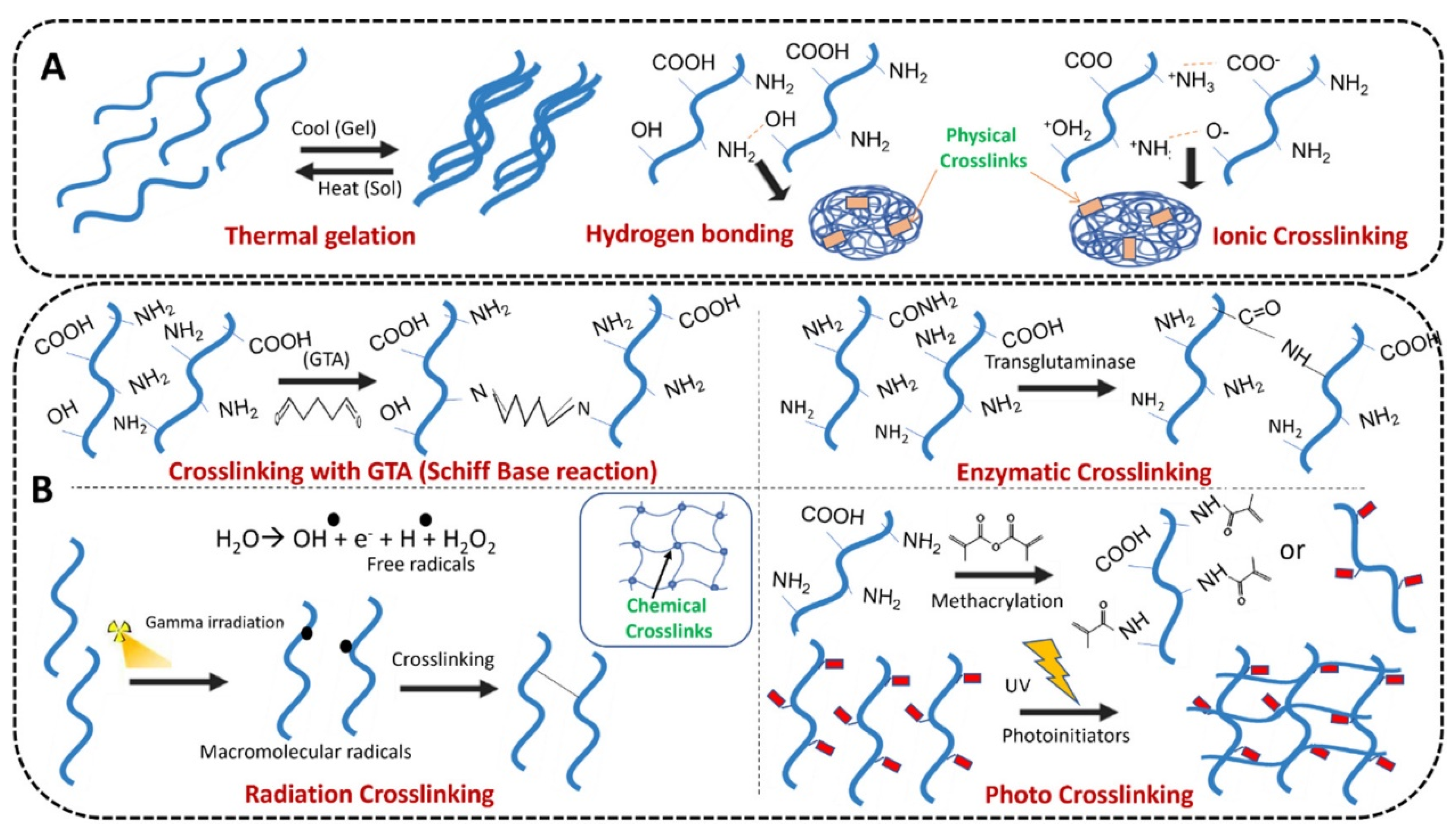 The solid and the gel states of hydrogels observed at different