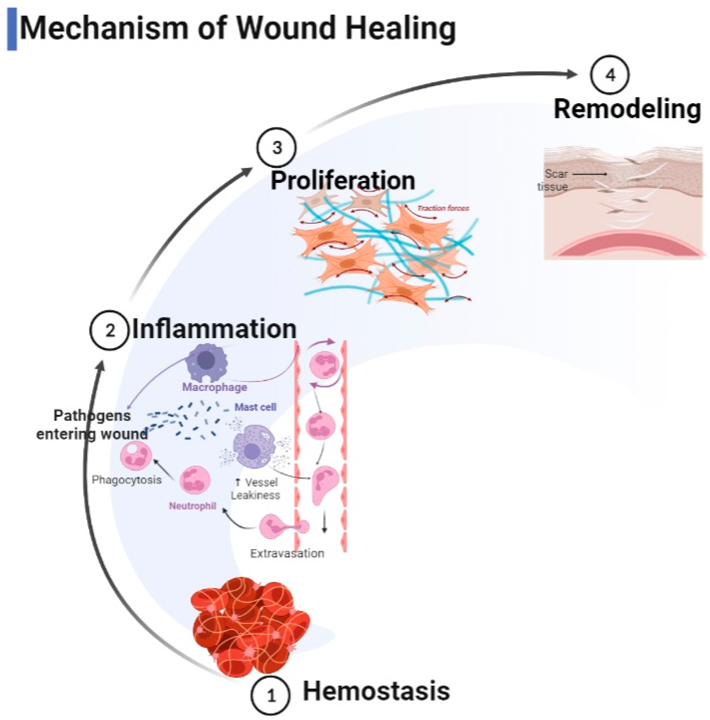 Gels | Free Full-Text | Application of Collagen-Based Hydrogel in Skin  Wound Healing