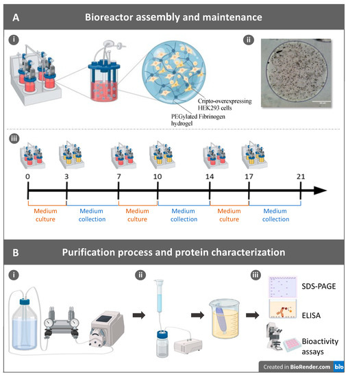 Gels | Free Full-Text | Biomanufacturing Recombinantly Expressed Cripto-1  Protein in Anchorage-Dependent Mammalian Cells Growing in Suspension  Bioreactors within a Three-Dimensional Hydrogel Microcarrier