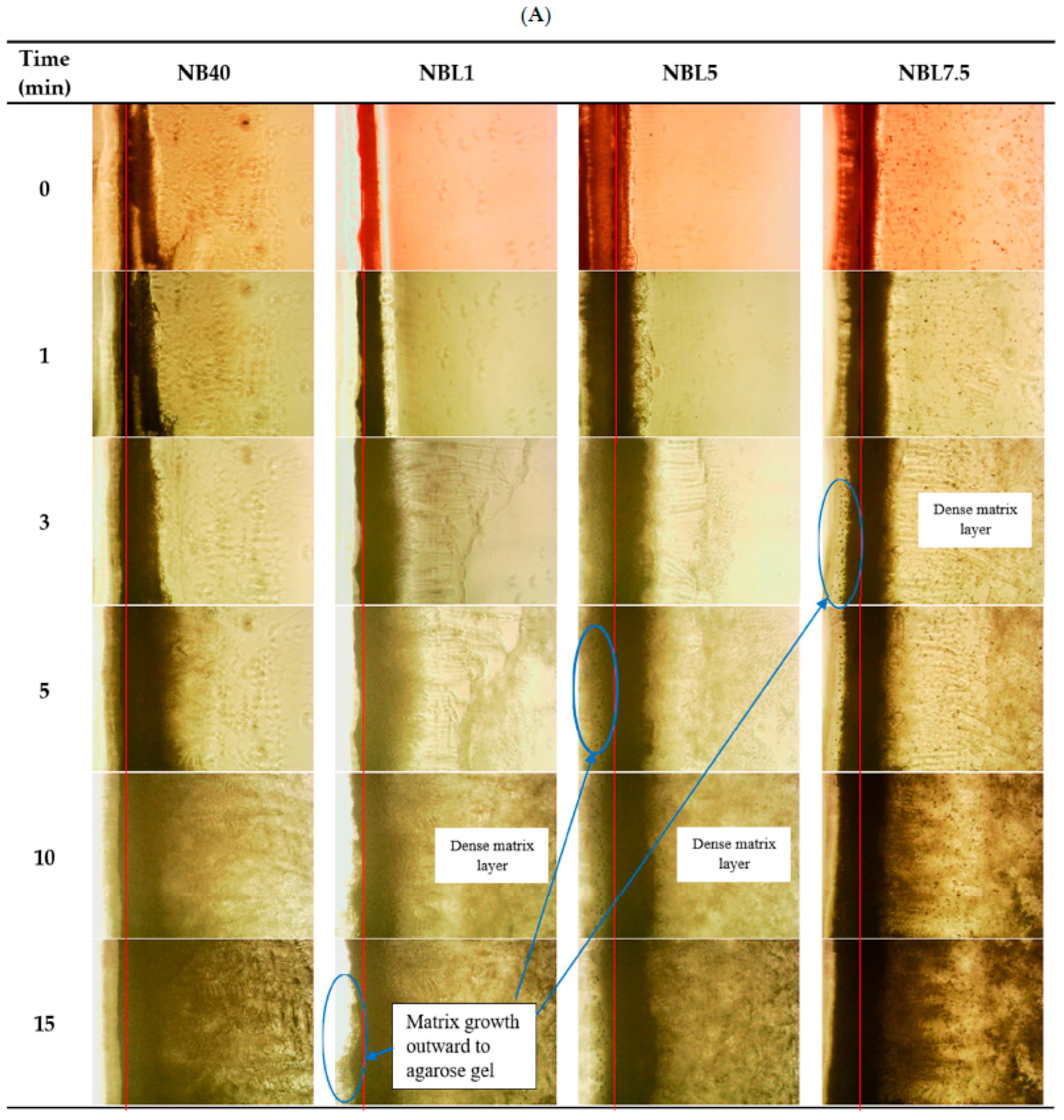Gels 09 00495 g005a Gels 09 00495 g005a