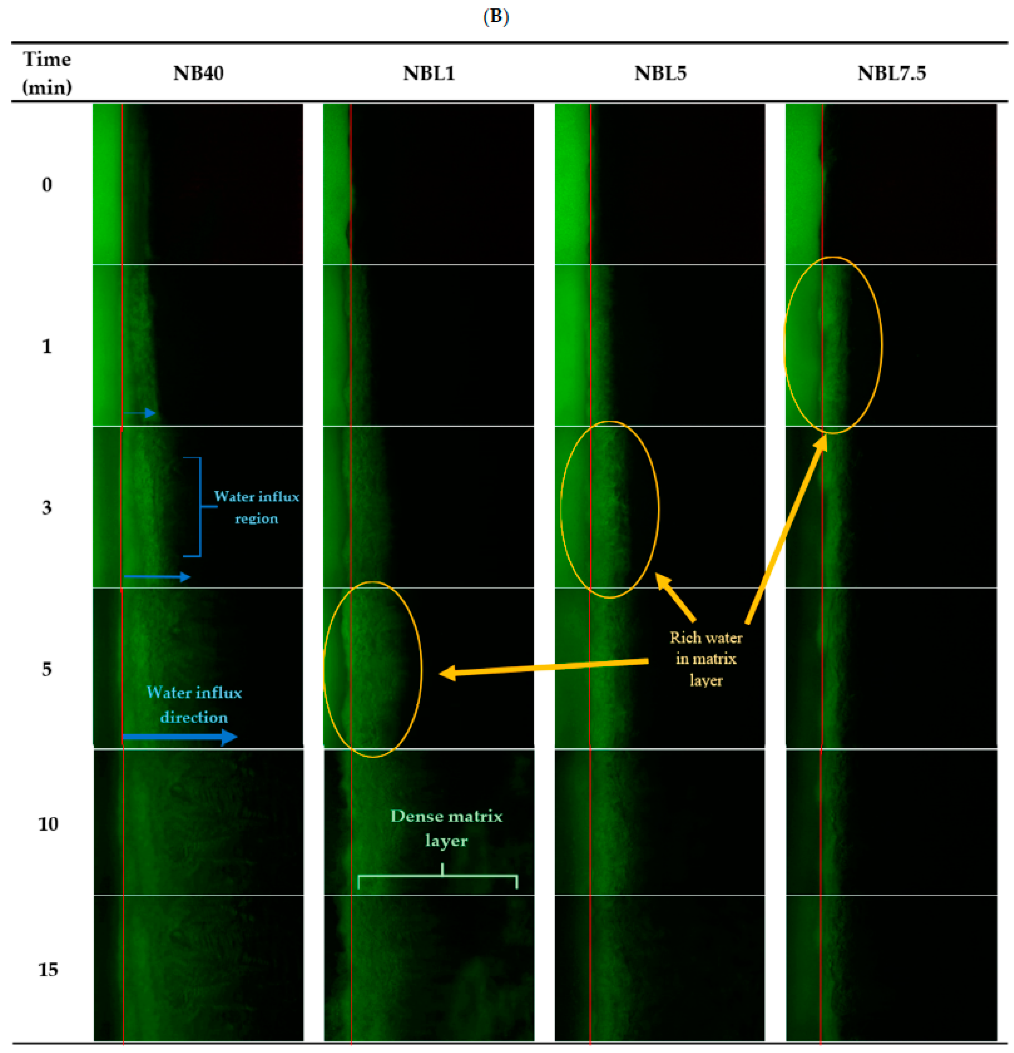 Gels 09 00495 g005b Gels 09 00495 g005b