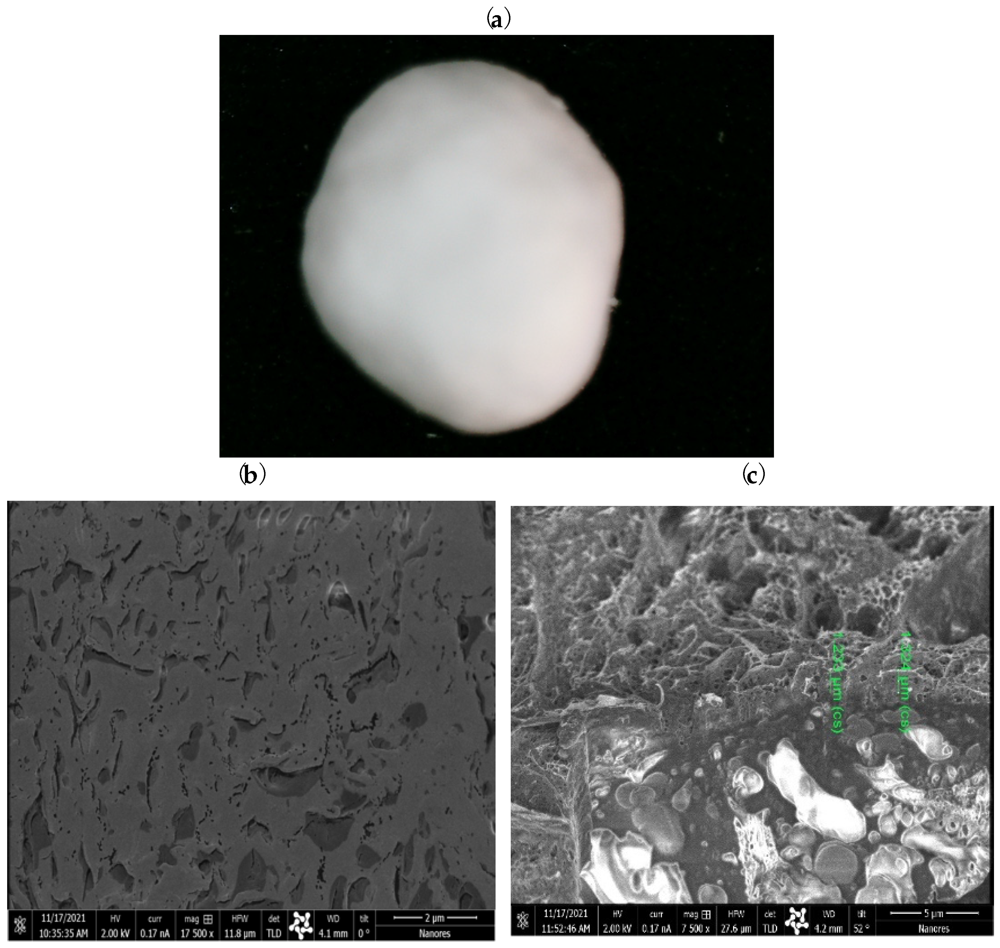 Gels 09 00526 g004 Gels 09 00526 g004