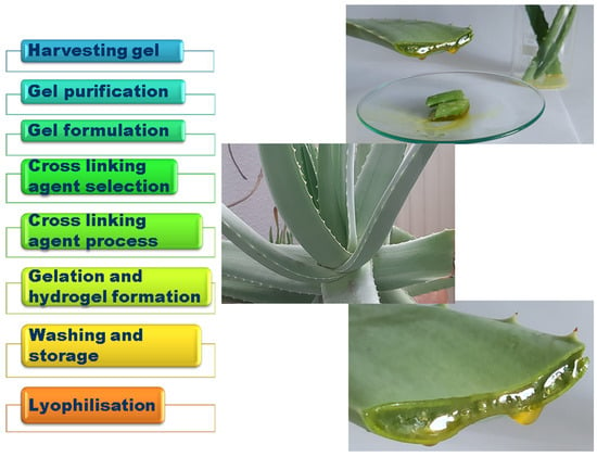 Gels | Free Full-Text | Aloe vera-Based Hydrogels for Wound Healing:  Properties and Therapeutic Effects