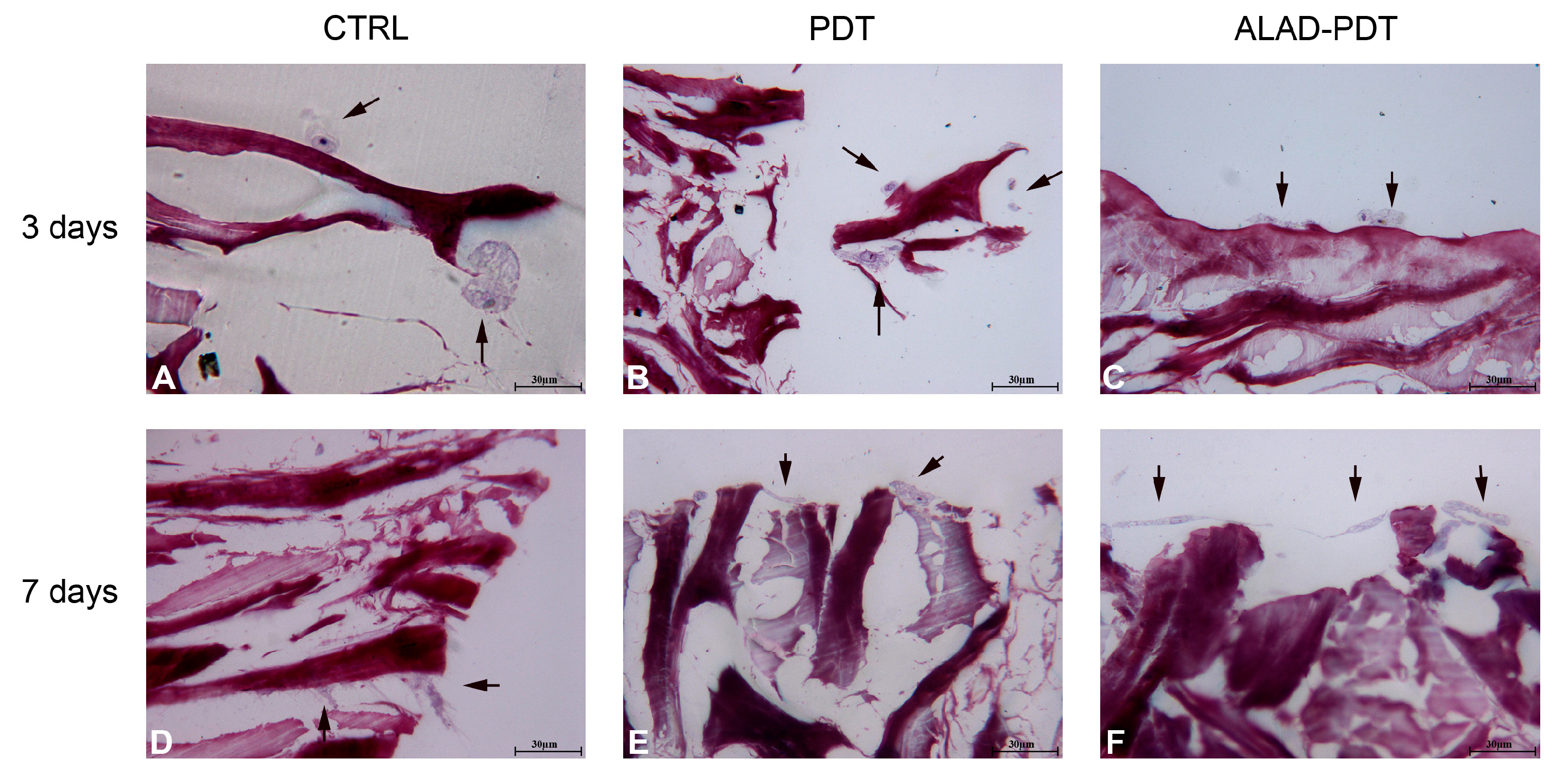 Gels 09 00584 g005 Gels 09 00584 g005