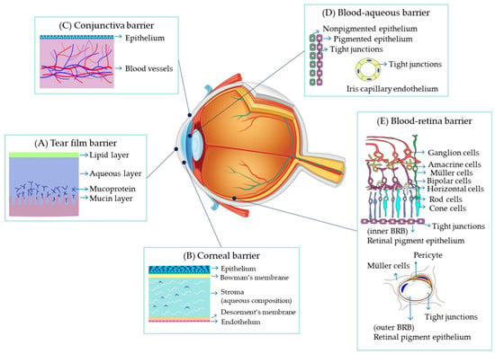 Amination-mediated nano eye-drops with enhanced corneal