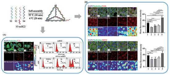 Amination-mediated nano eye-drops with enhanced corneal