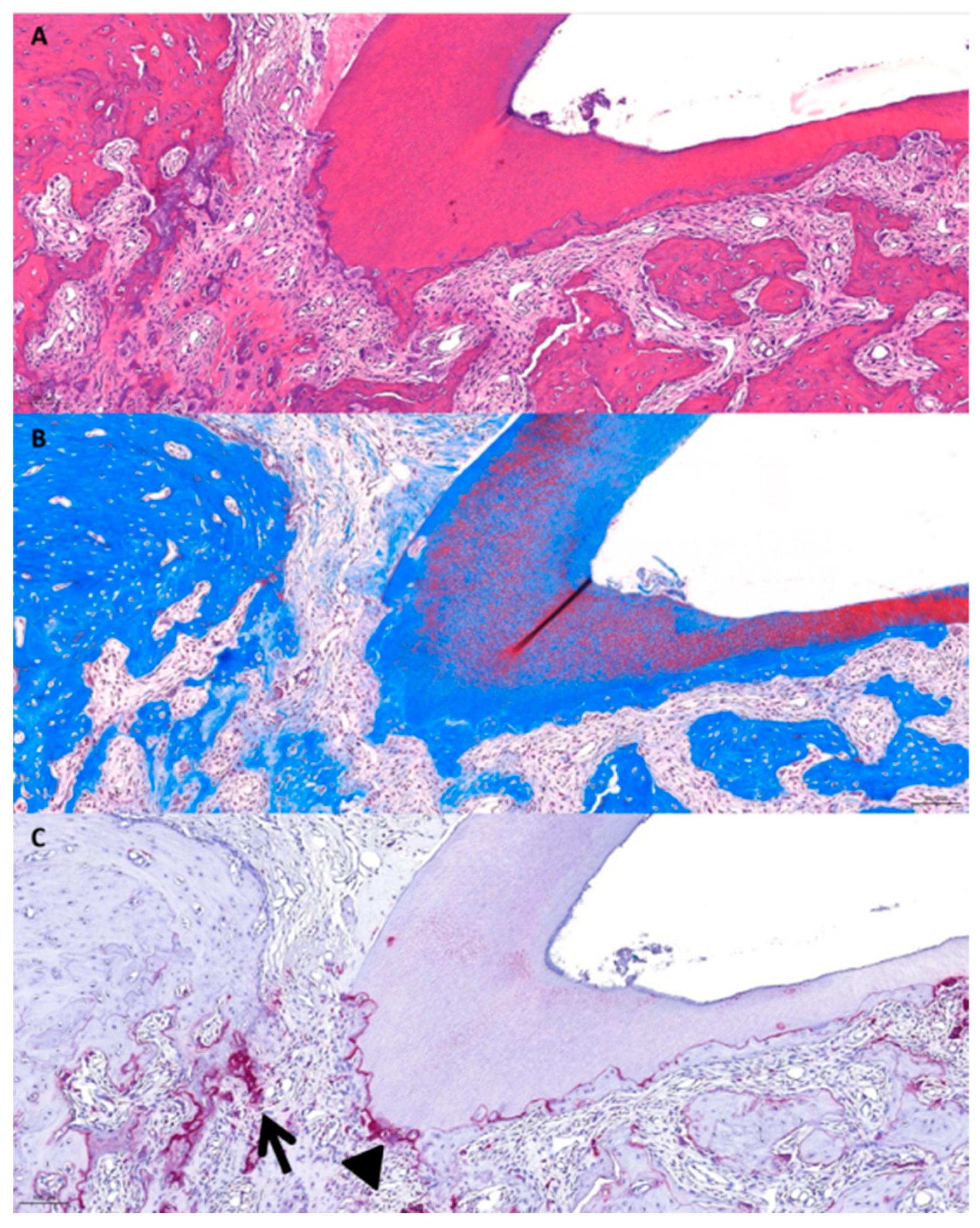 Gels 10 00213 g004