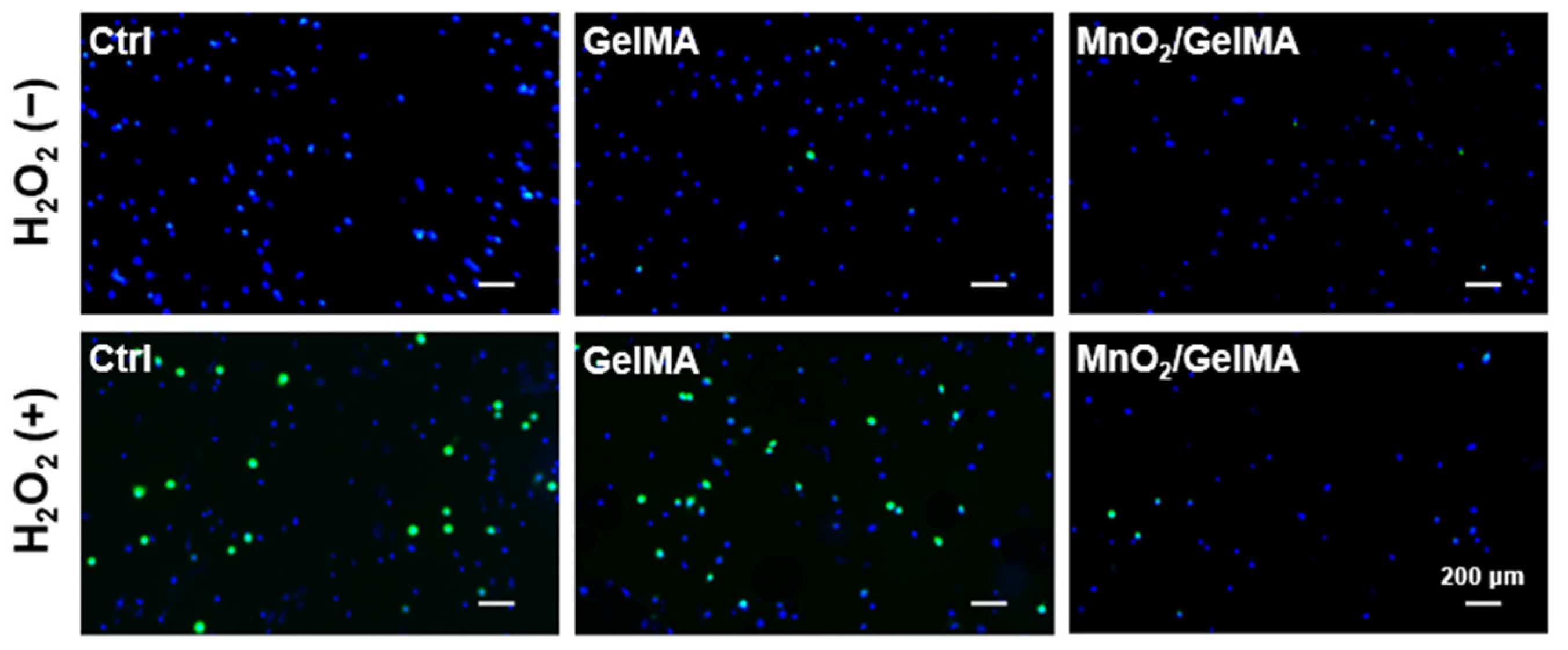 Gels 10 00333 g004