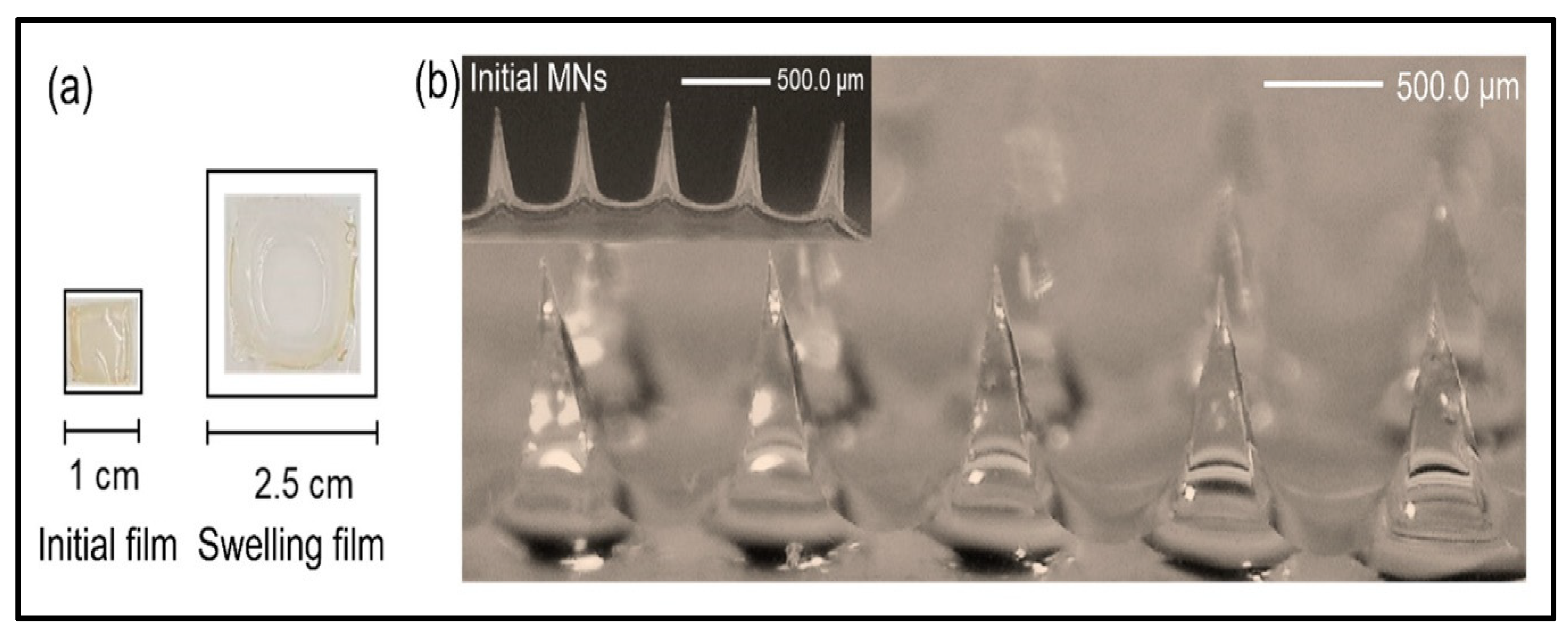 Gels 10 00719 g007