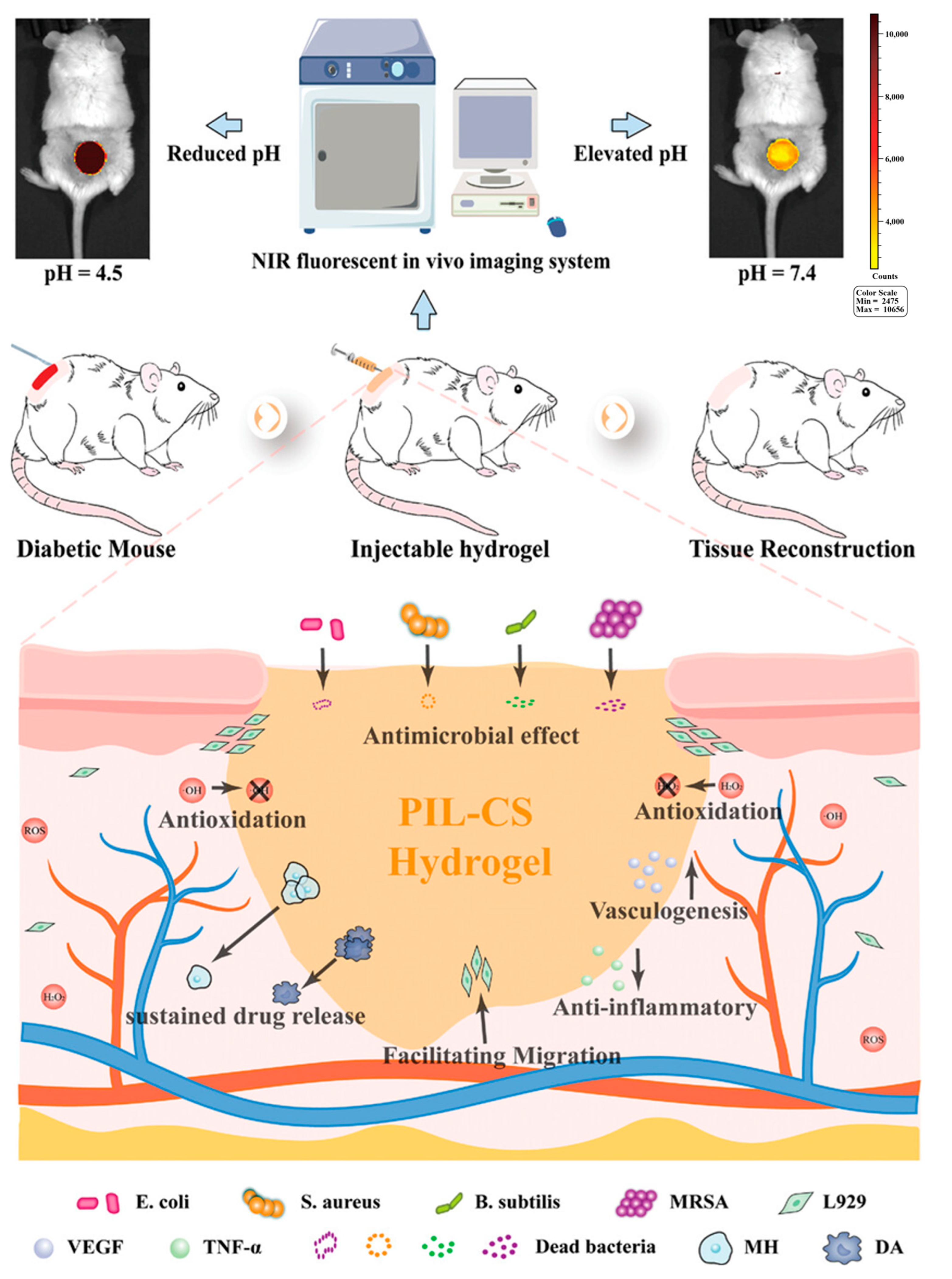 Gels 11 00647 g012 Gels 11 00647 g012
