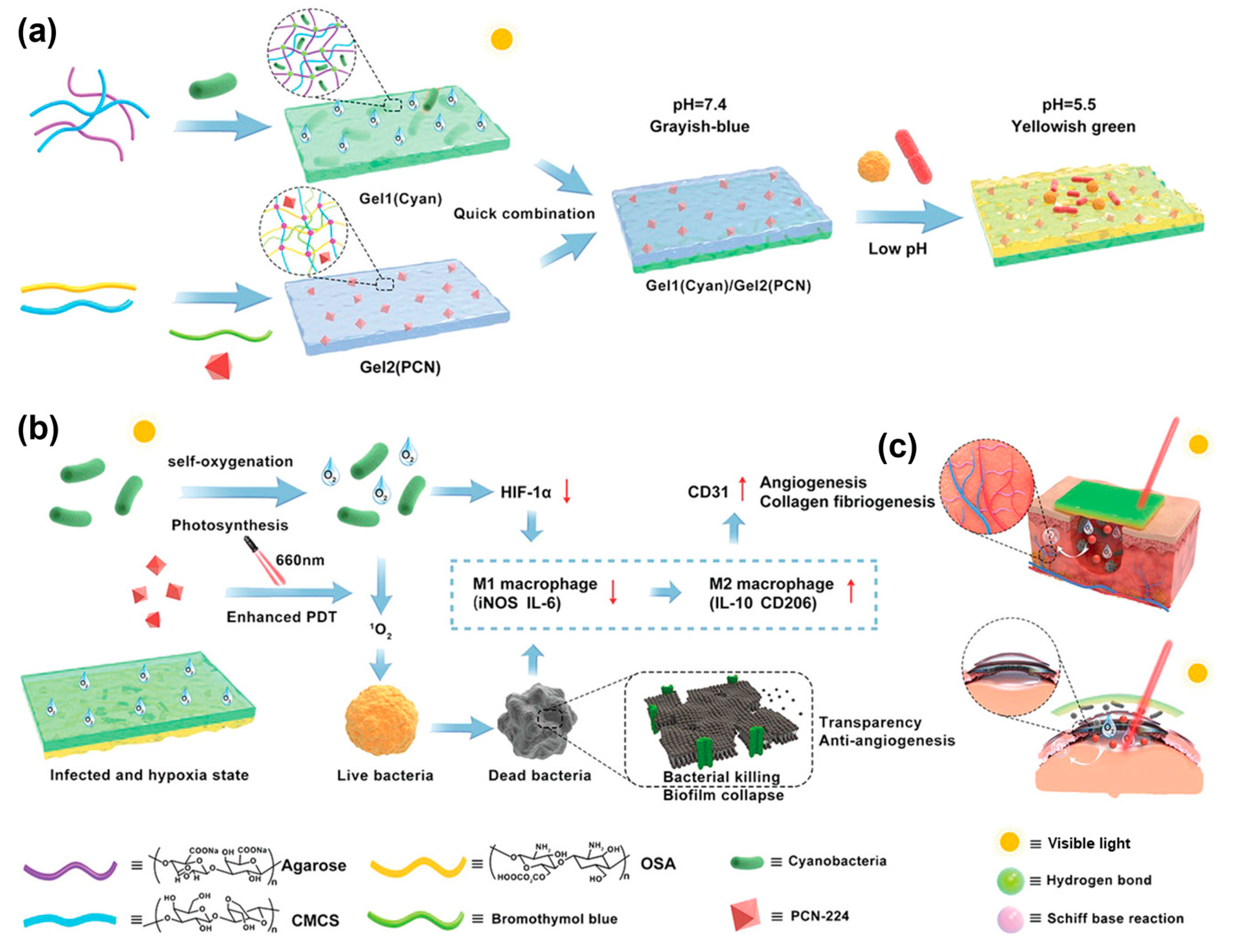 Gels 11 00647 g013 Gels 11 00647 g013