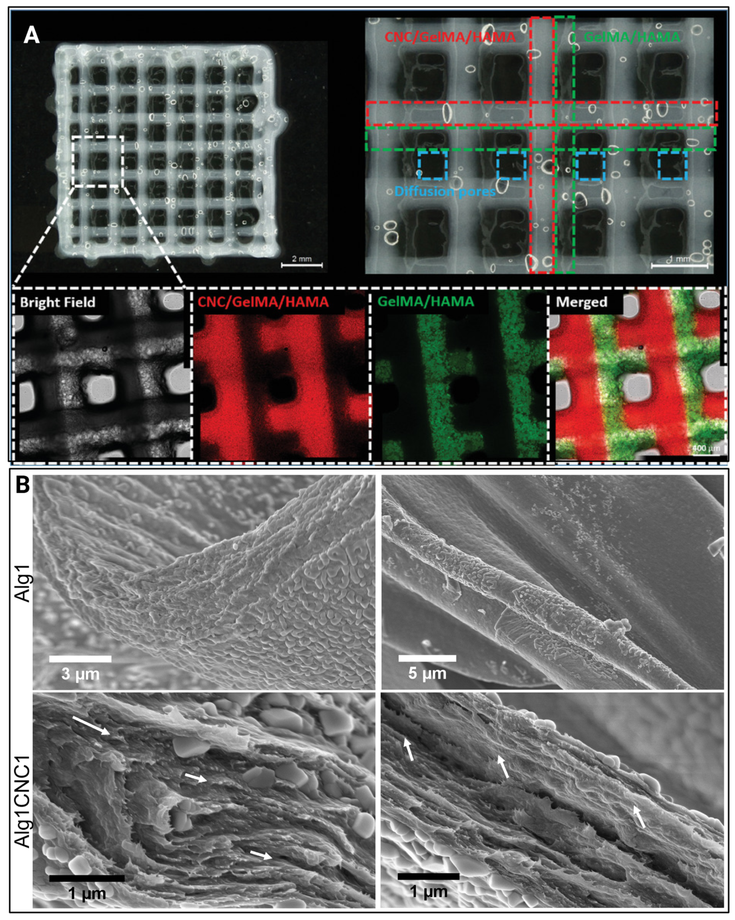 Gels 11 00740 g005 Gels 11 00740 g005