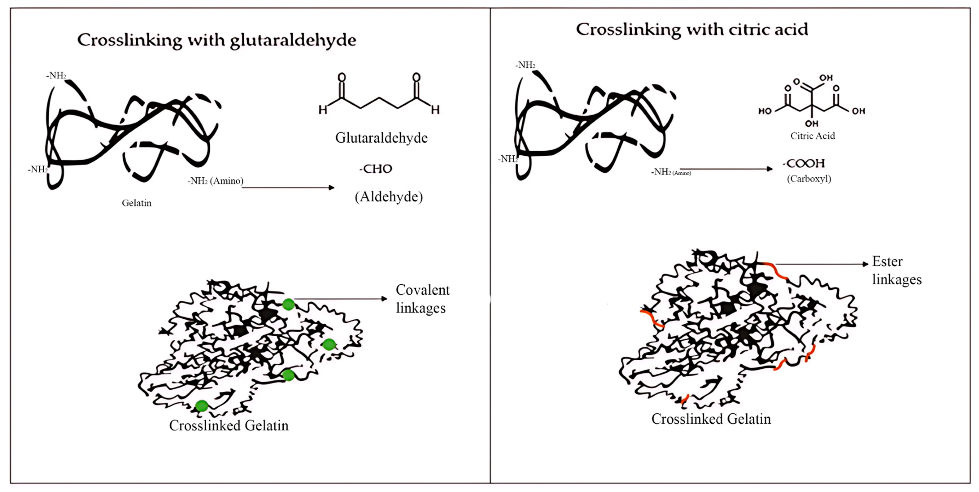 Gels 11 00790 g009 Gels 11 00790 g009