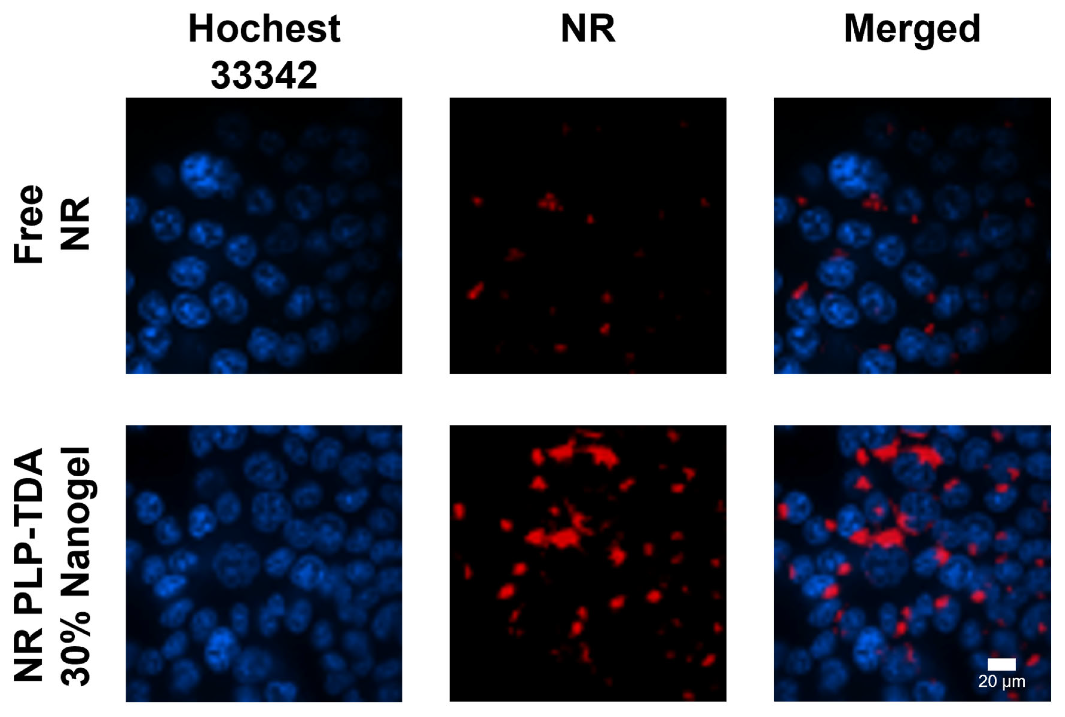 Gels 11 00806 g008 Gels 11 00806 g008