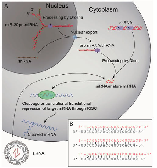 Gene silencing drug safe in ALS patients bring on Huntington's