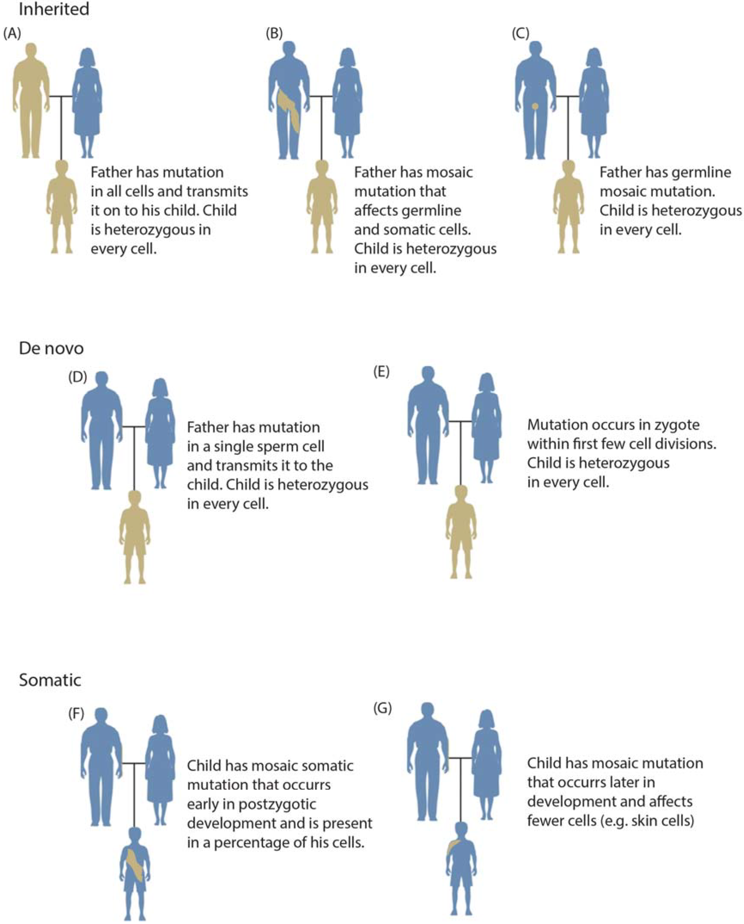Genes | Free Full-Text | Somatic Mosaicism in the Human Genome | HTML