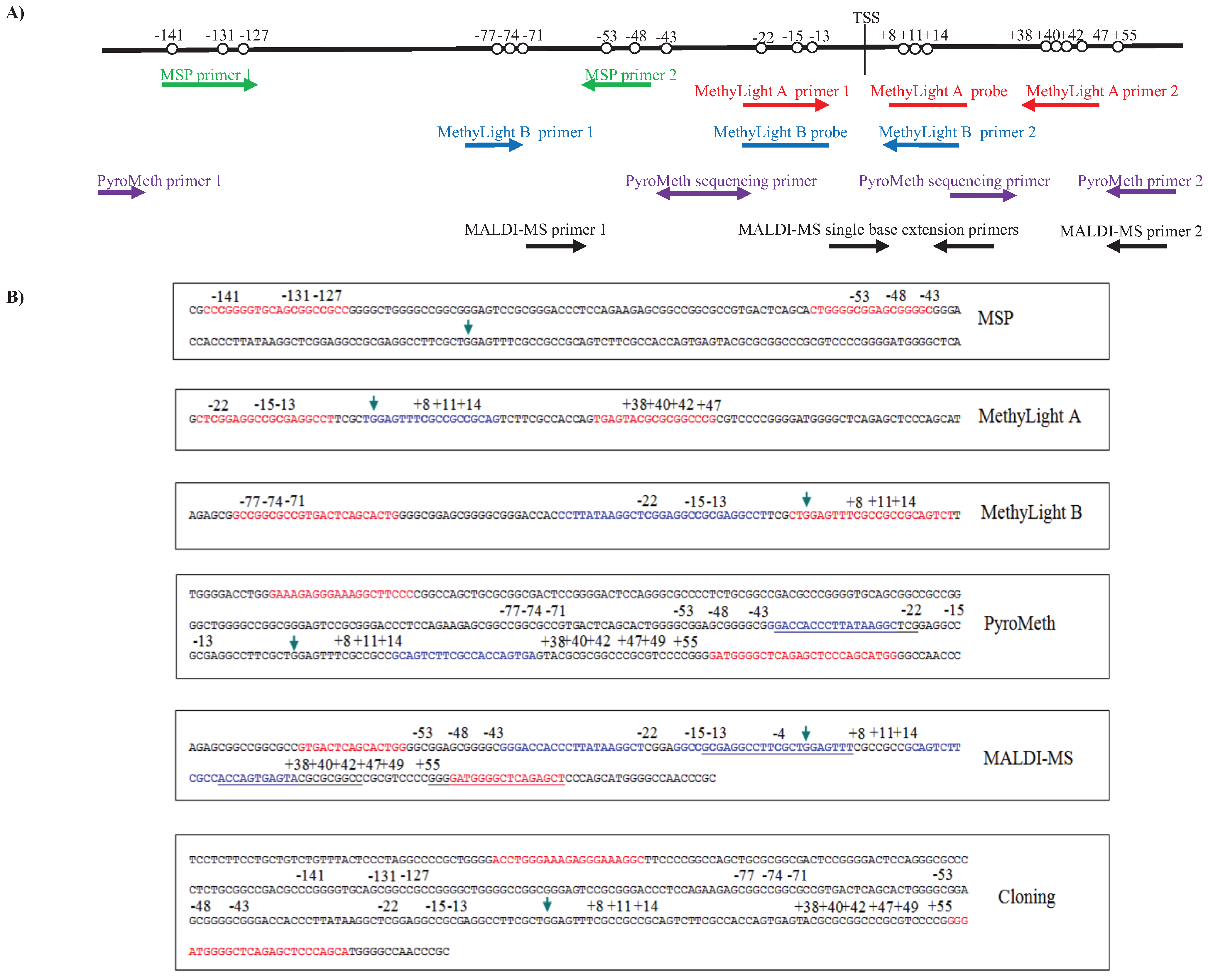 MSP for p15 methylation. Primers were for M sequence respectively