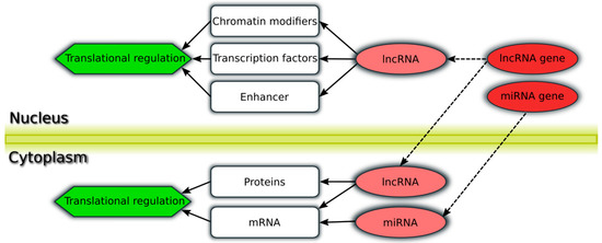 Genes | Free Full-Text | Non-Coding RNAs in Lung Cancer: Contribution of  Bioinformatics Analysis to the Development of Non-Invasive Diagnostic Tools