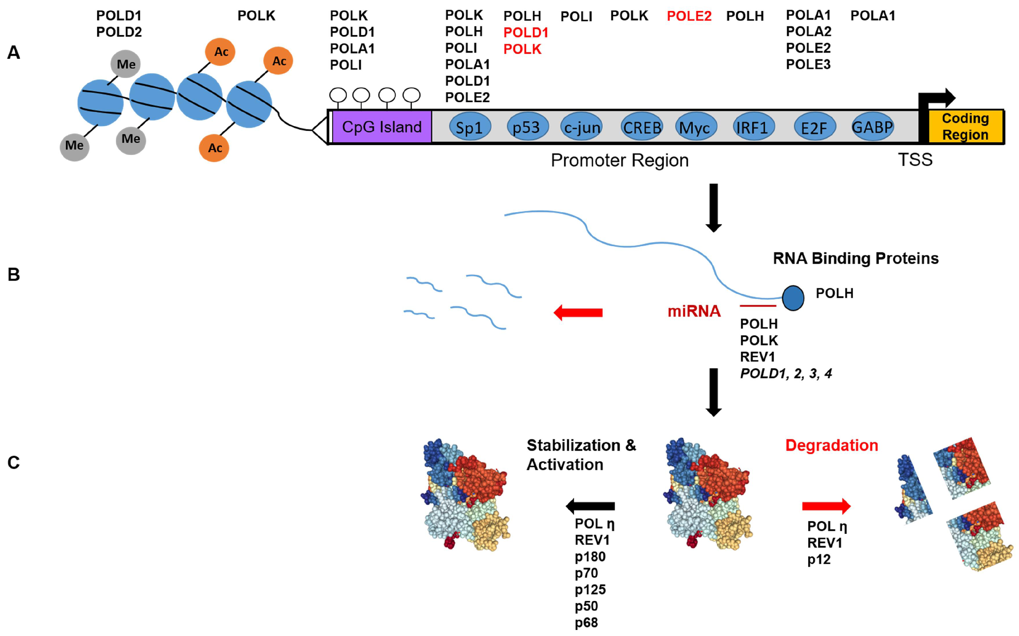 | Free Full-Text of Genome Integrity: How Mammalian Cells Orchestrate Genome Duplication by Coordinating Replicative and Specialized DNA Polymerases