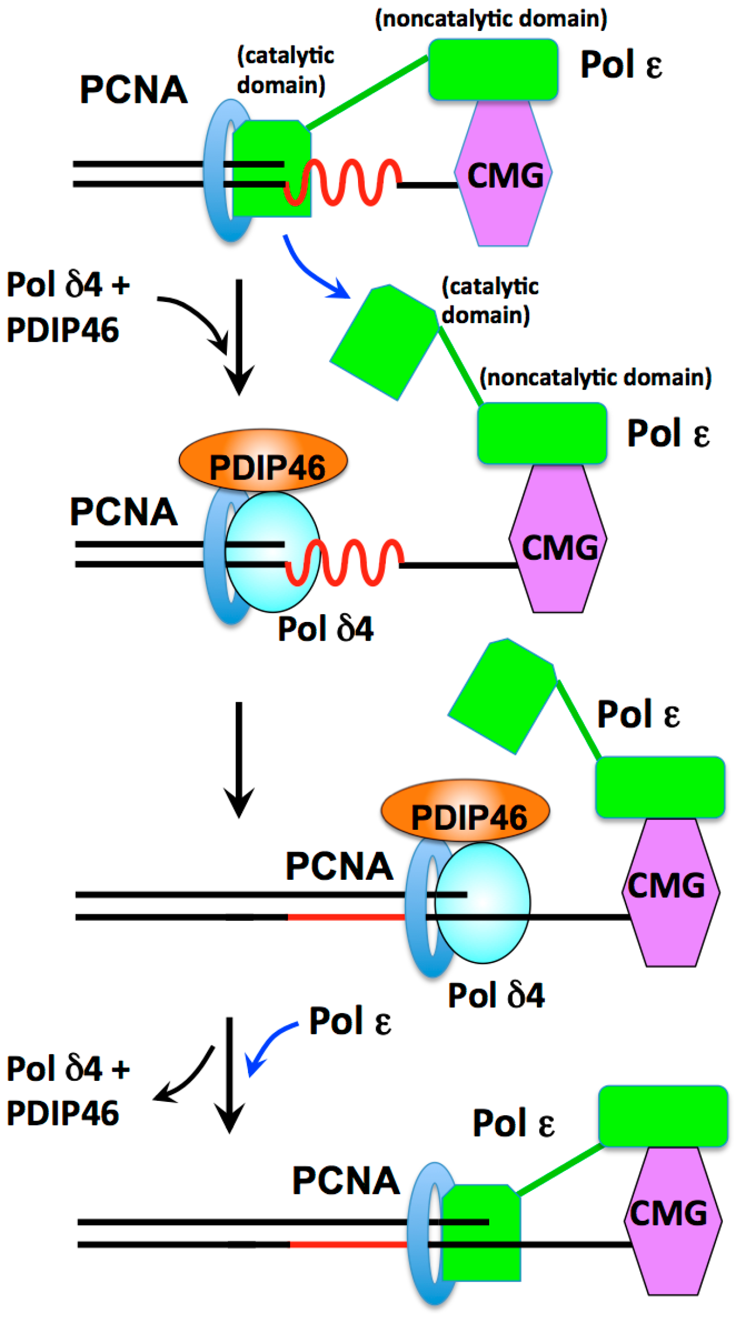 Genes | Free Full-Text | Regulation and Modulation of Human DNA Polymerase δ  Activity and Function | HTML