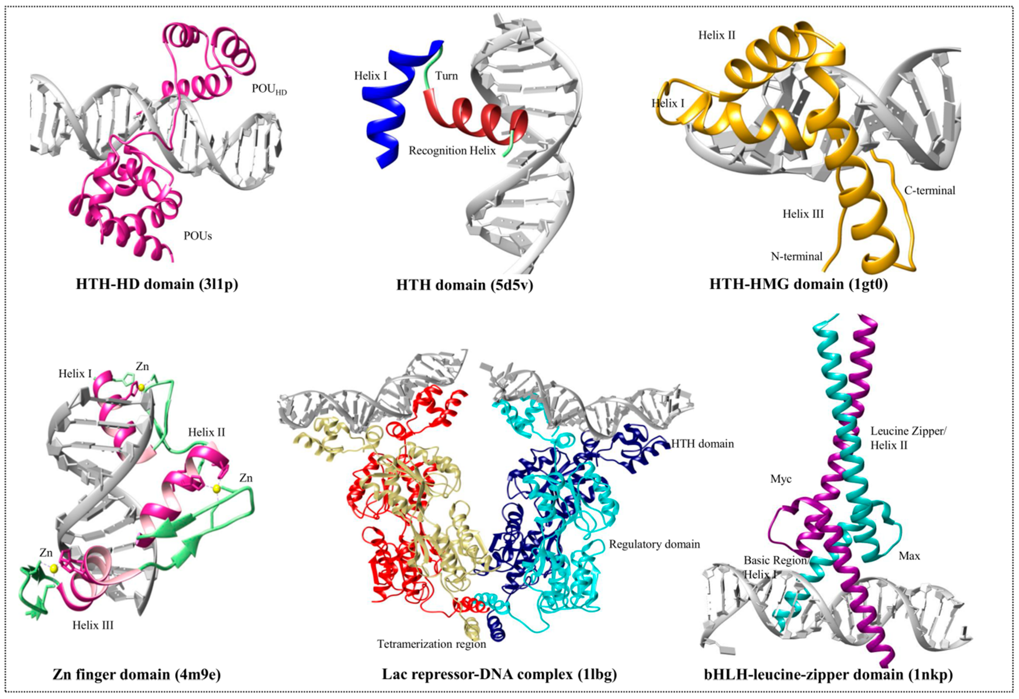 Genes | Free Full-Text | Proteins Recognizing DNA: Structural Uniqueness  and Versatility of DNA-Binding Domains in Stem Cell Transcription Factors