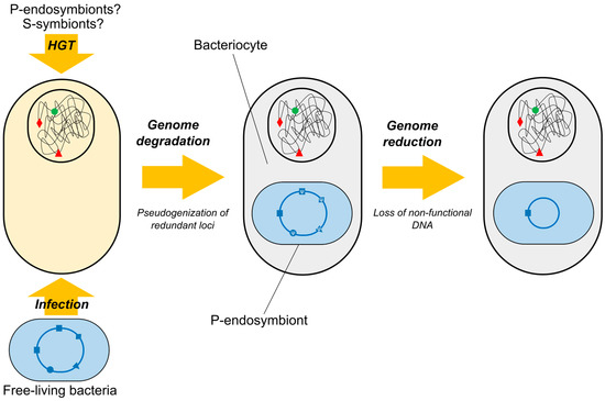 Genes | Free Full-Text | Et tu, Brute? Not Even Intracellular Mutualistic  Symbionts Escape Horizontal Gene Transfer | HTML