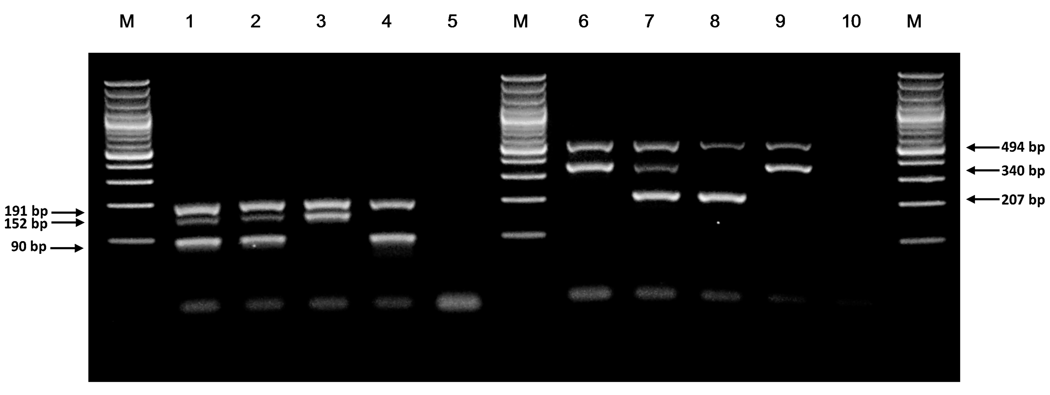 Genes | Free Full-Text | Novel Tetra-Primer ARMS-PCR Assays for Thiopurine  Intolerance Susceptibility Mutations NUDT15 c.415C&gt;T and TPMT  c.719A&gt;G (TPMT*3C) in East Asians