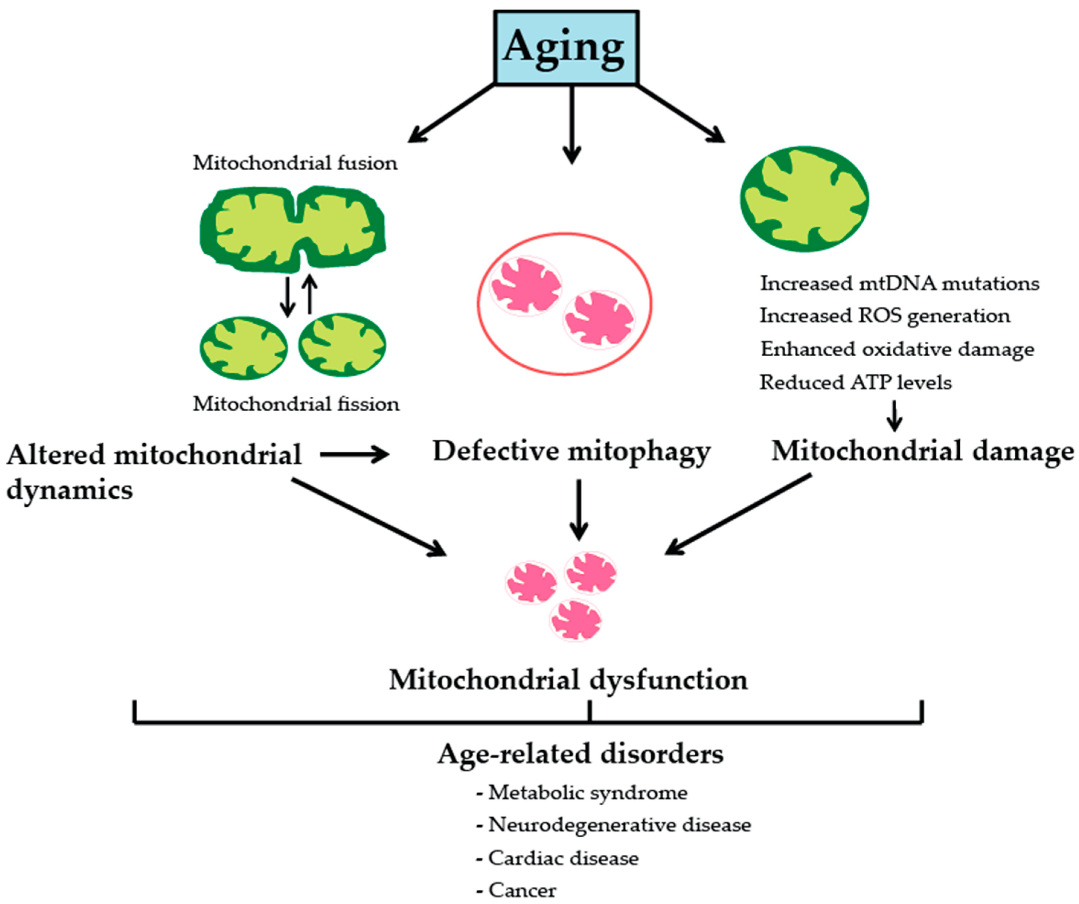 Related disease. Mitochondrial dysfunction. Mitochondria PTP dysfunction. Mitochondrial Fusion. Mitochondrial depletion Syndrome.