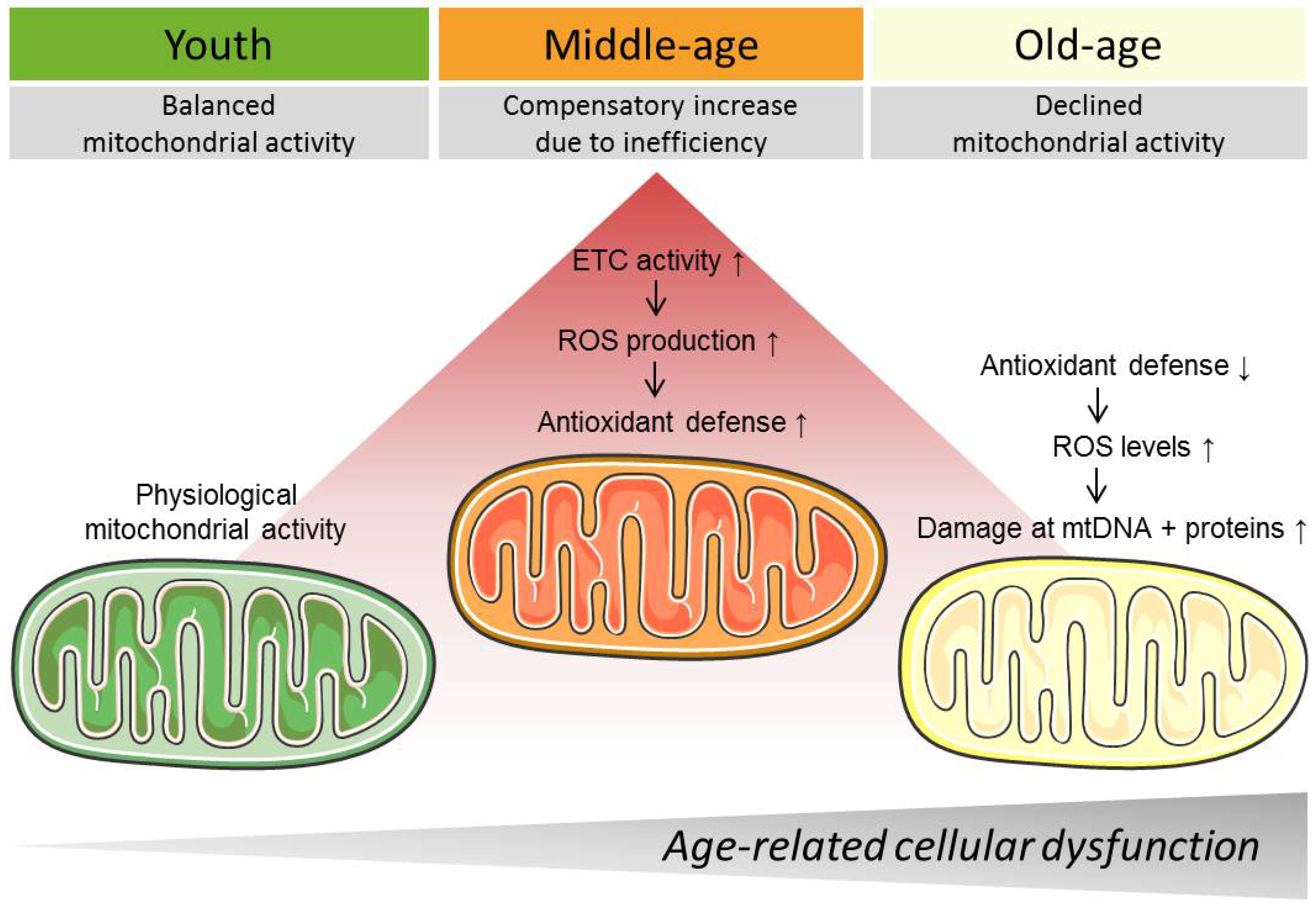 Genes | Free Full-Text | Targeting Mitochondria to Counteract Age-Related  Cellular Dysfunction | HTML