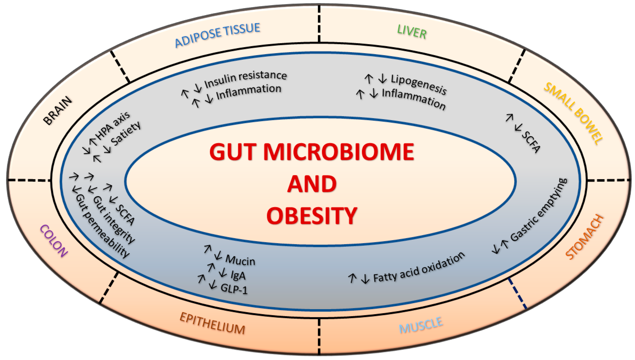 Genes | Free Full-Text | Dietary Alteration of the Gut Microbiome and Its  Impact on Weight and Fat Mass: A Systematic Review and Meta-Analysis