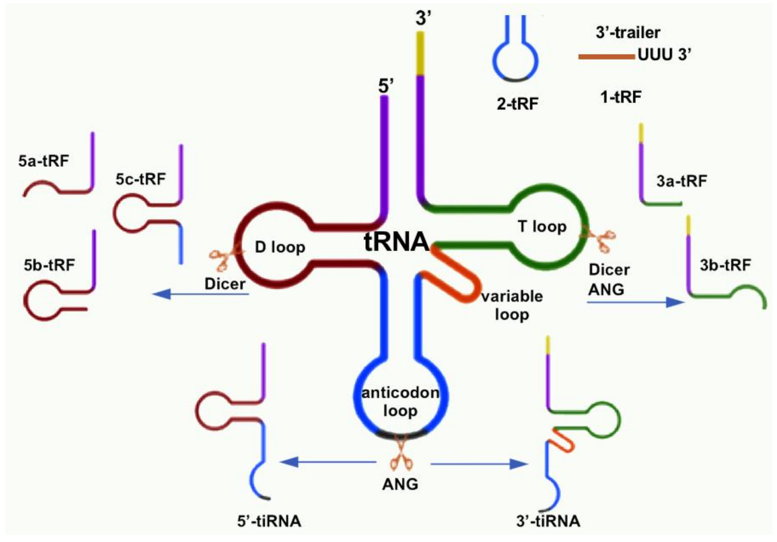 Genes | Free Full-Text | tRNA-Derived Small RNA: A Novel Regulatory