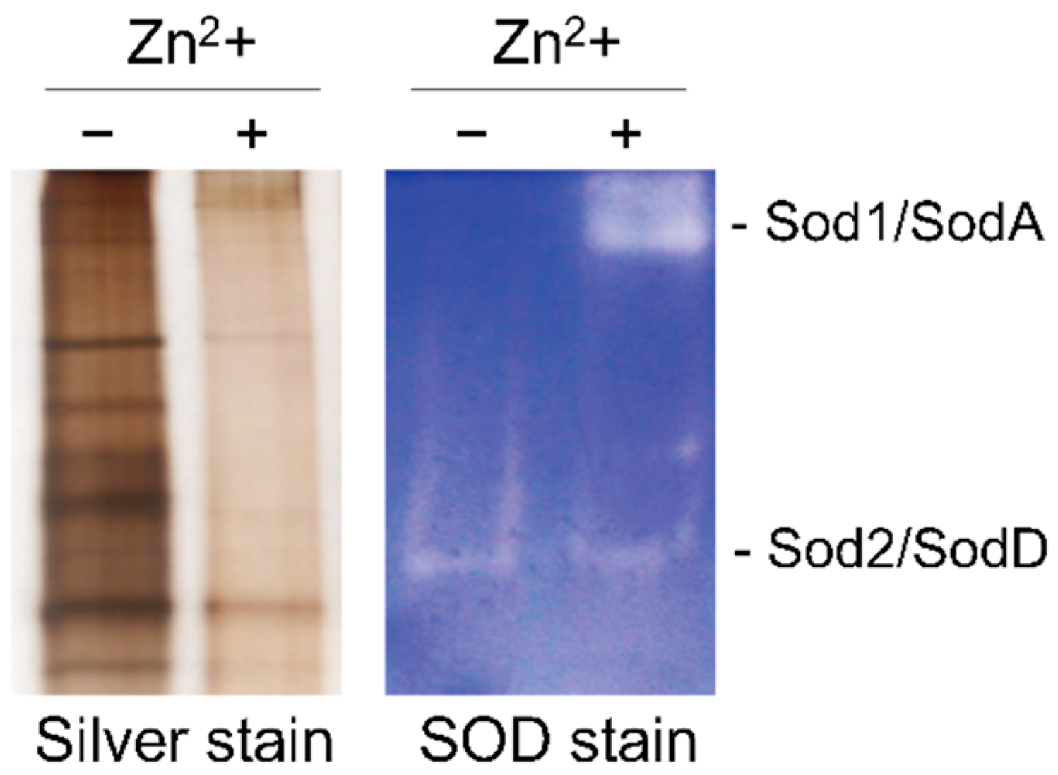 Genes 09 00318 g009 Genes 09 00318 g009