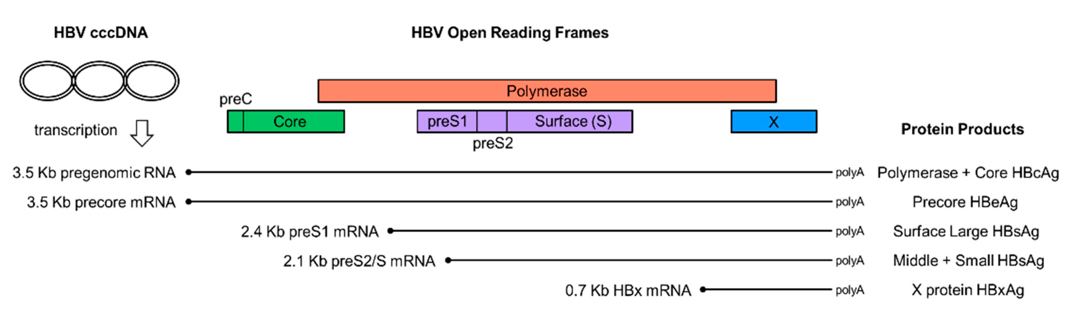 HBV HBV JapaneseClass jp