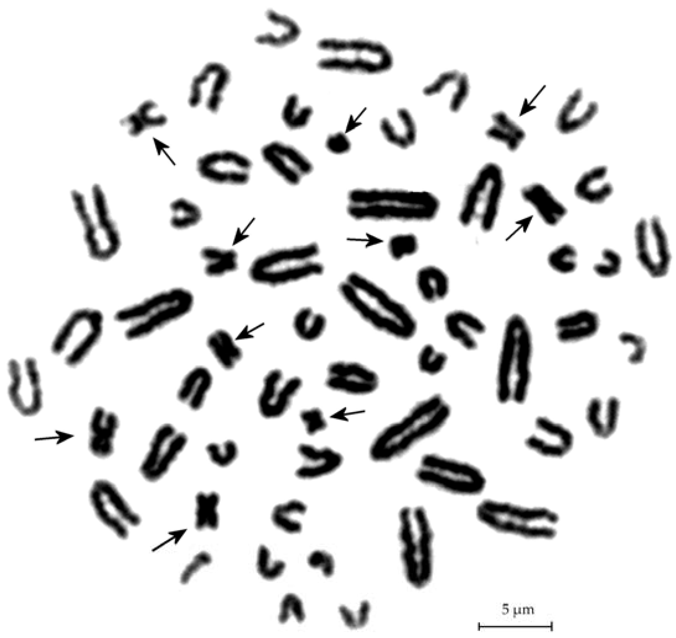 Genes 09 00472 g002