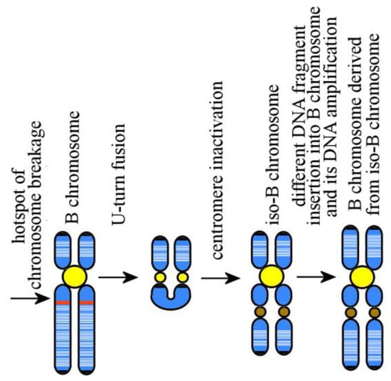 Genes | Special Issue : Evolution, Composition and Regulation of ...