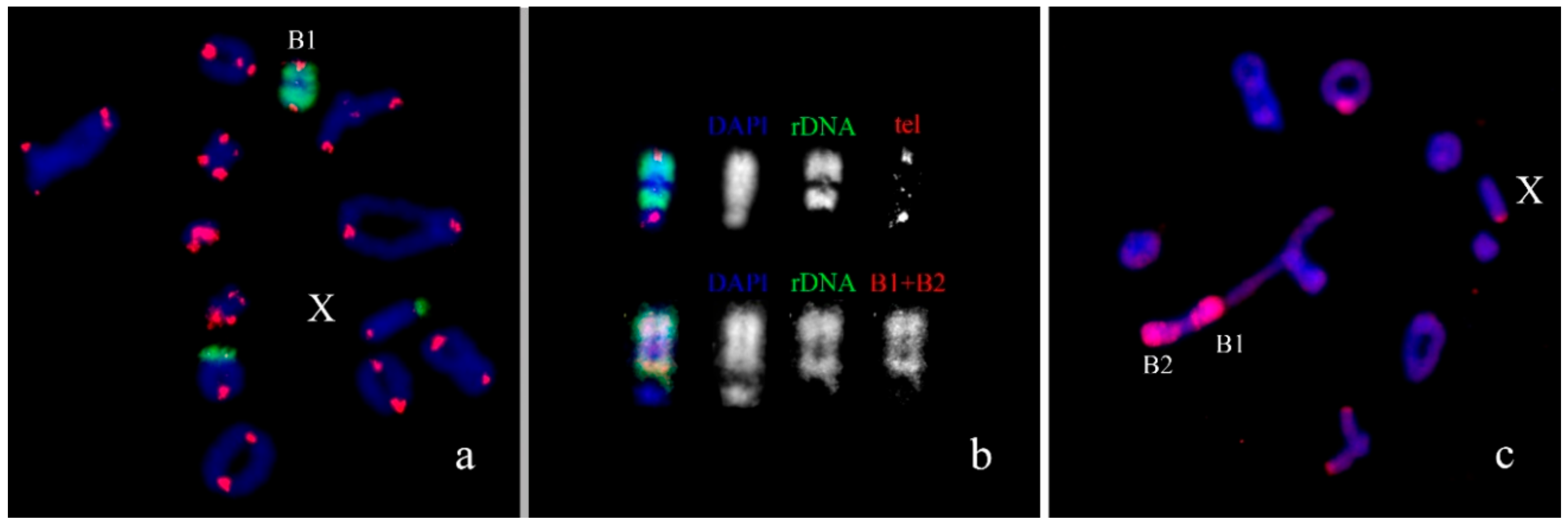 Genes | Free Full-Text | B Chromosomes In Grasshoppers: Different ...