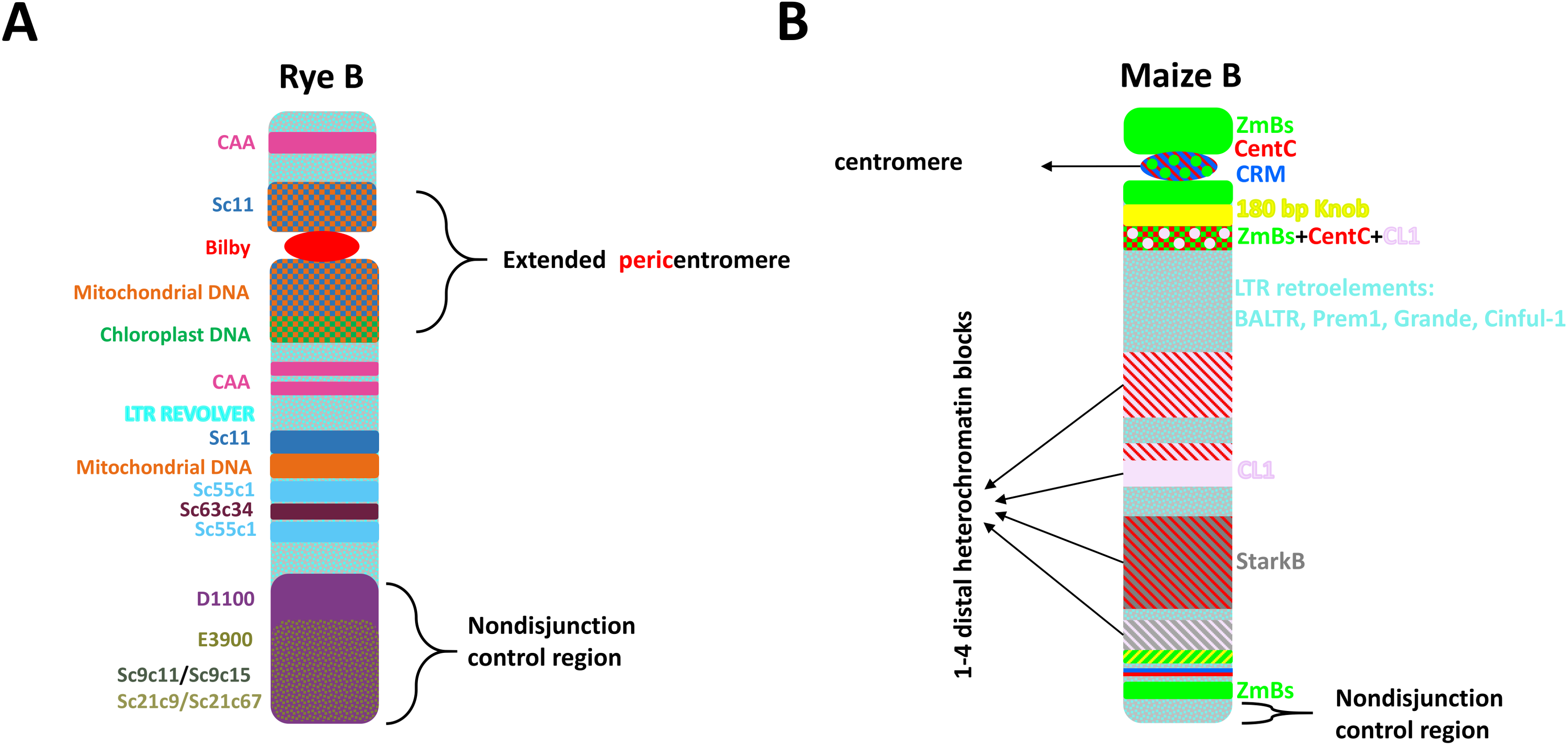 Genes | Free Full-Text | Evolution Of Plant B Chromosome Enriched Sequences