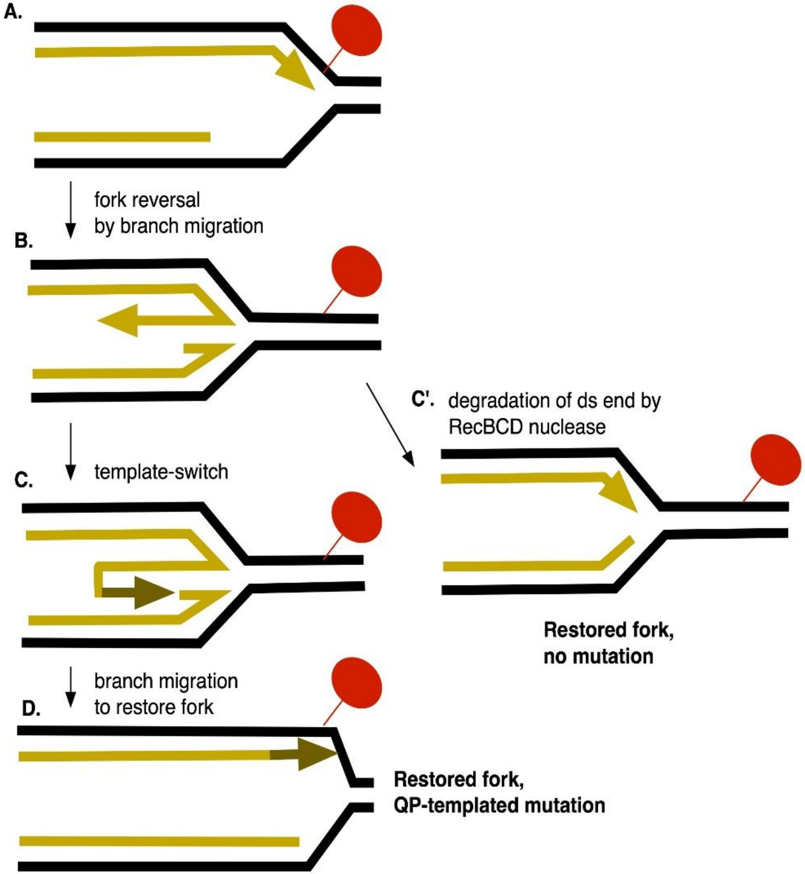 Genes Free FullText Stimulation of Replication TemplateSwitching