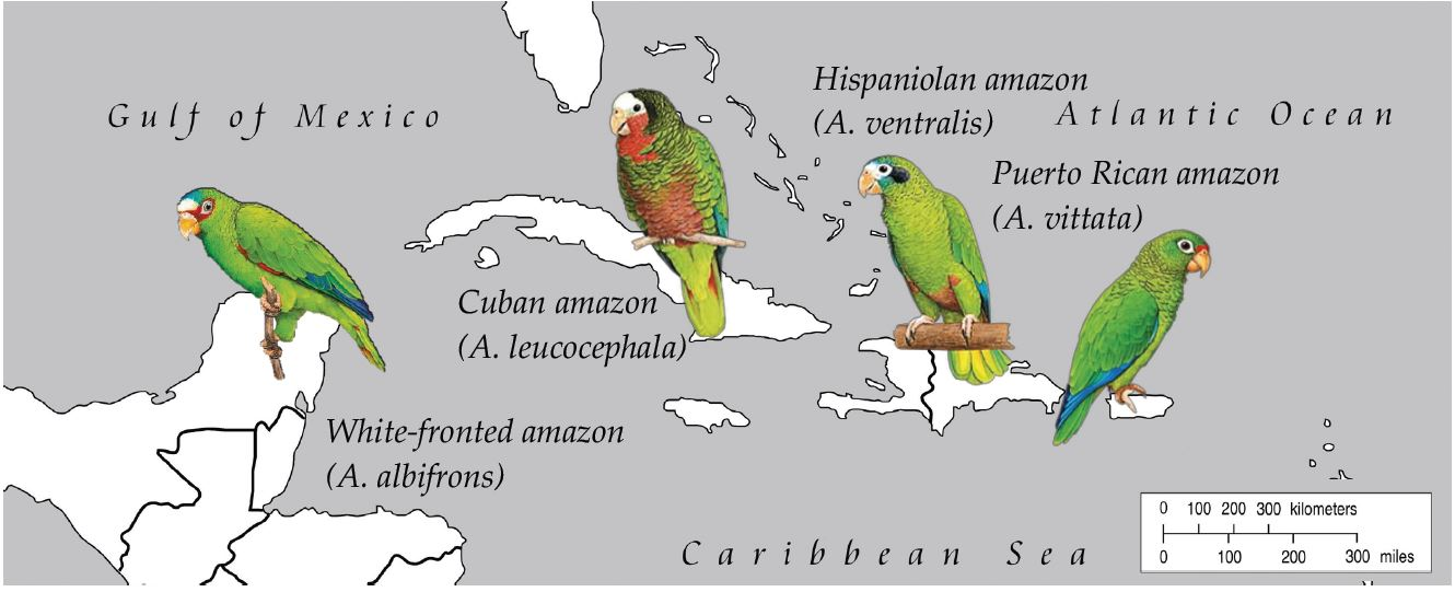 Genes | Free Full-Text | Genomes of Three Closely Related Caribbean Amazons  Provide Insight for Species History and Conservation | HTML