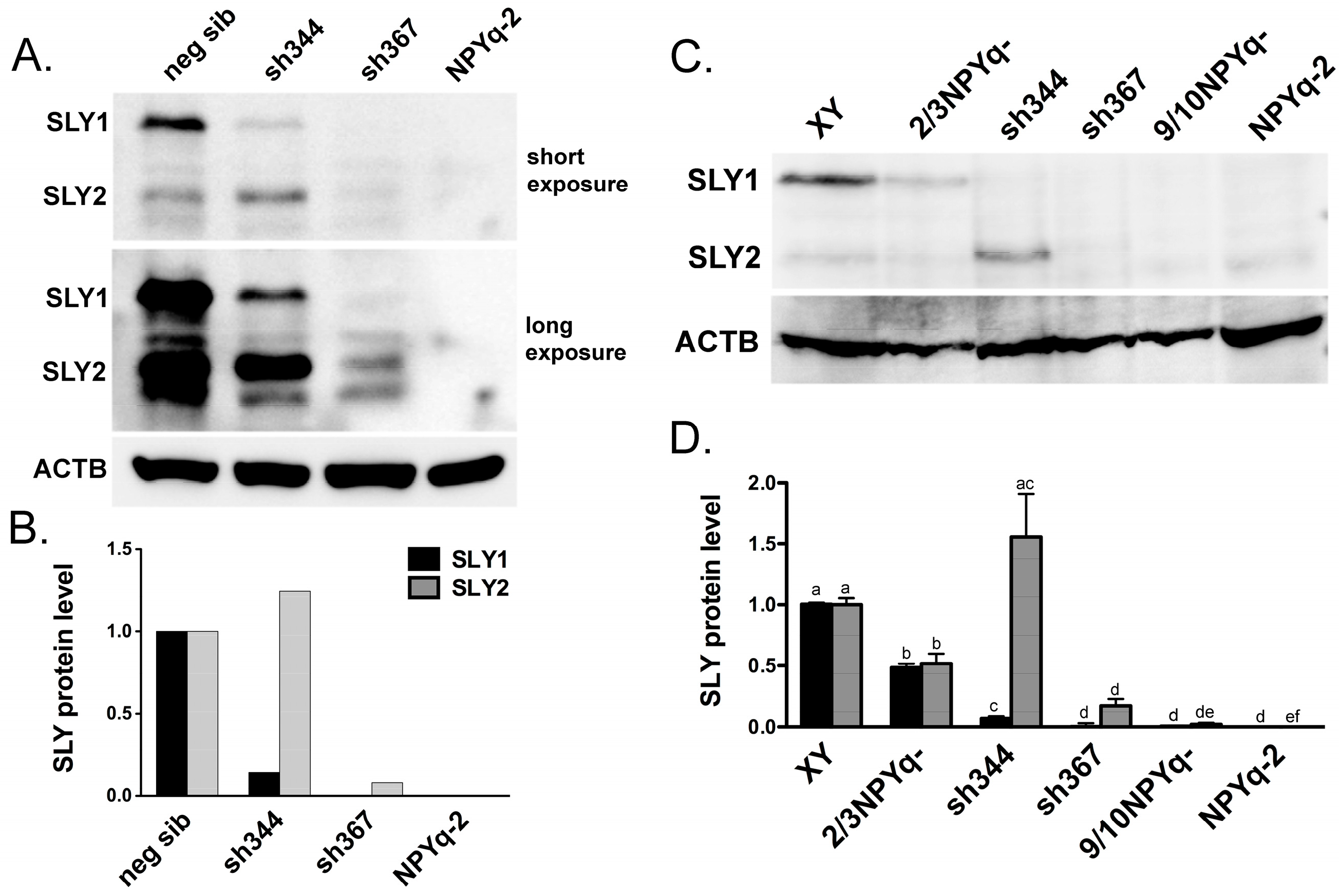 Genes | Free Full-Text | Rescue of Sly Expression Is Not Sufficient to  Rescue Spermiogenic Phenotype of Mice with Deletions of Y Chromosome Long  Arm