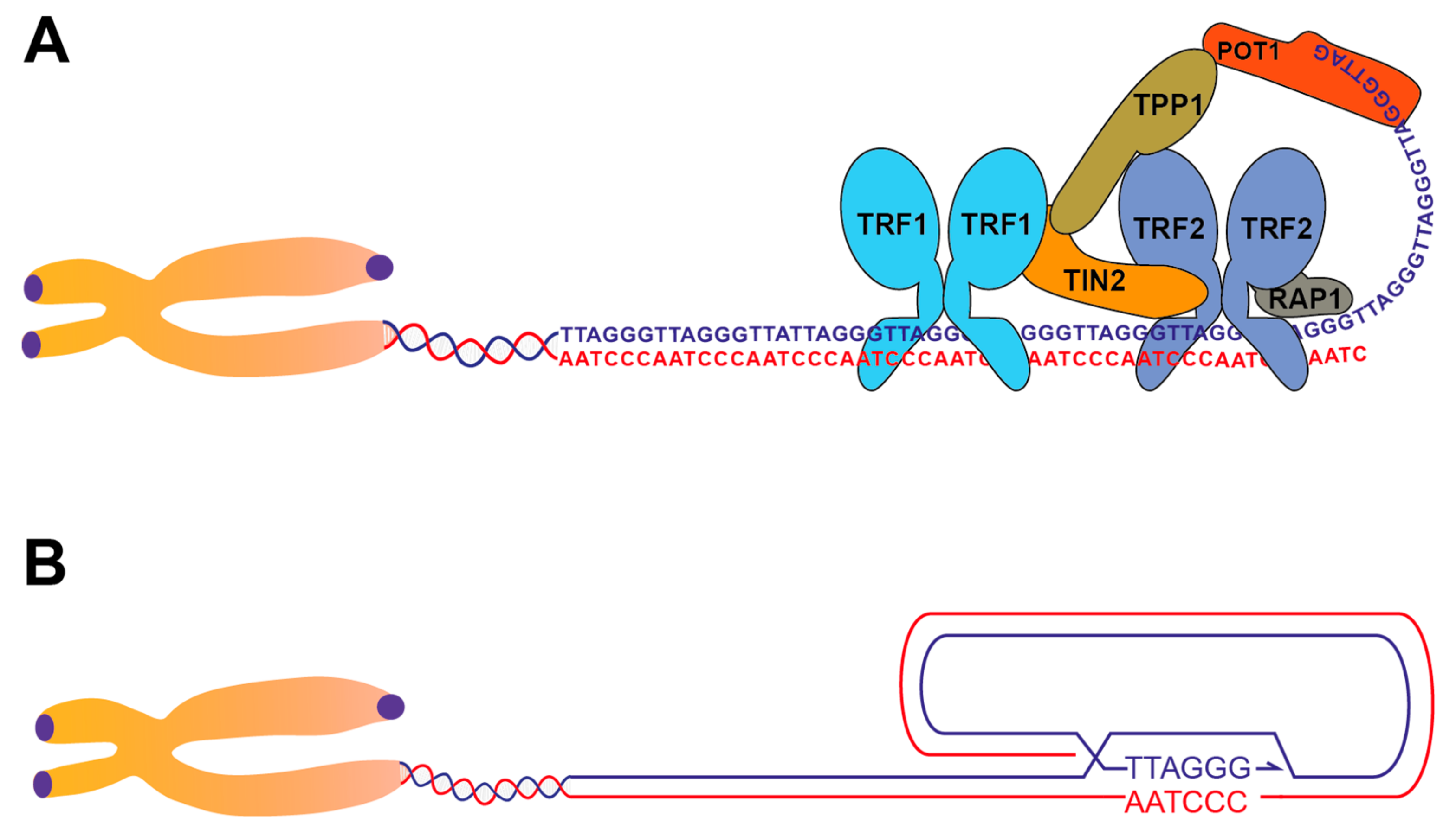 Genes | Free Full-Text | The Response to DNA Damage at Telomeric Repeats  and Its Consequences for Telomere Function
