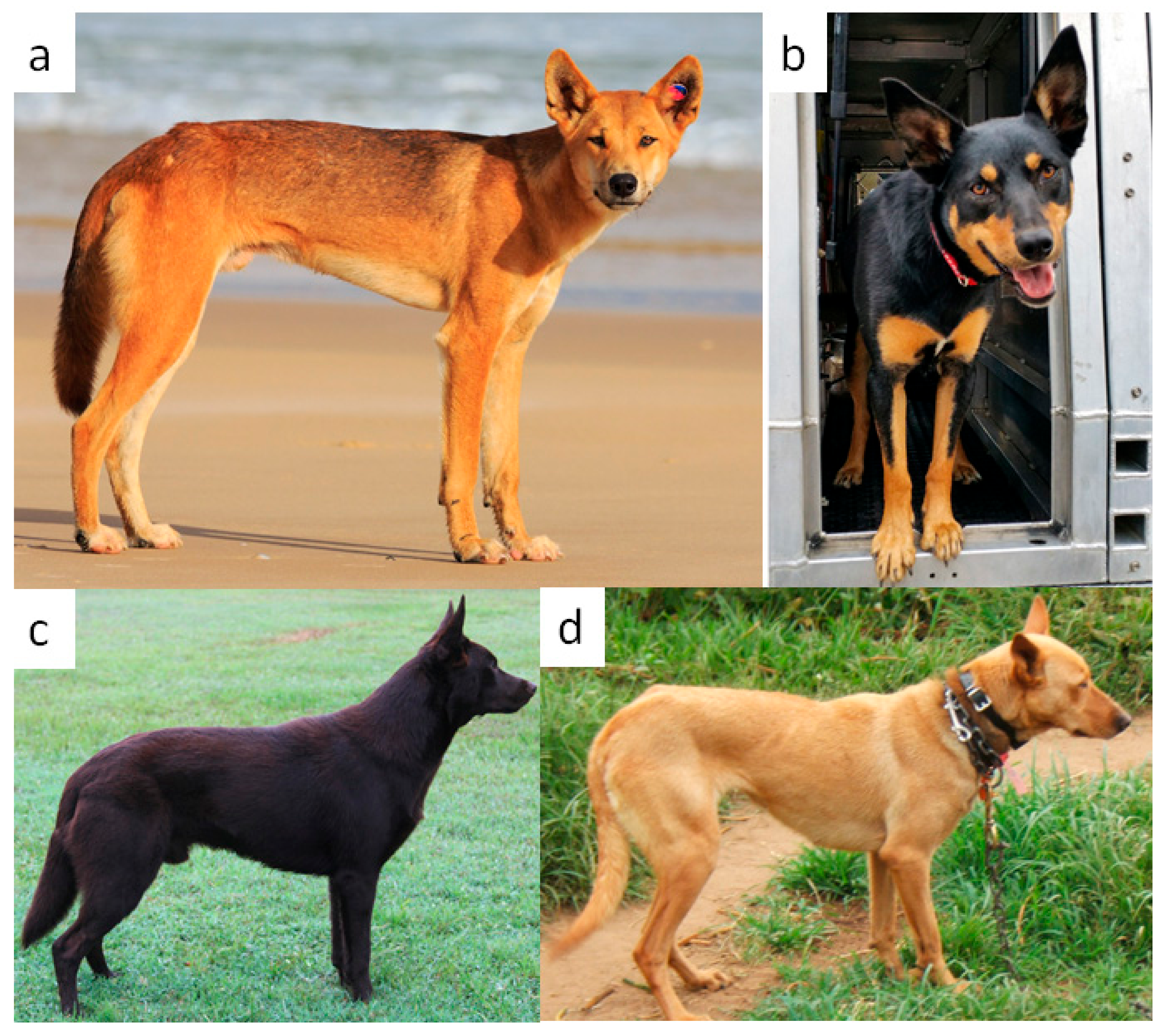 Genes | Free | Genomic Characterization of External Traits in Kelpies Not Support Common Ancestry with the Australian Dingo | HTML