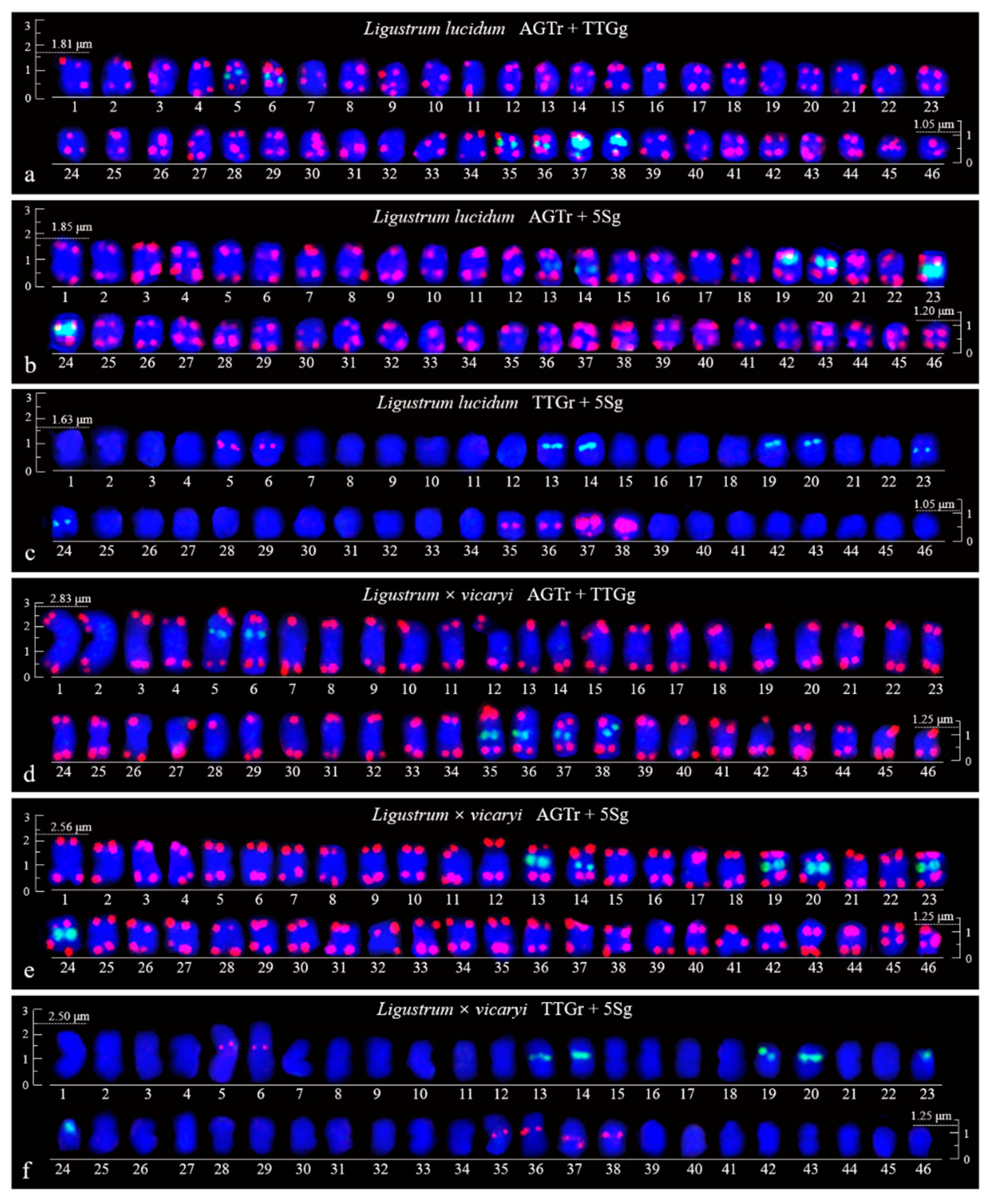 Genes 10 00375 g004 Genes 10 00375 g004