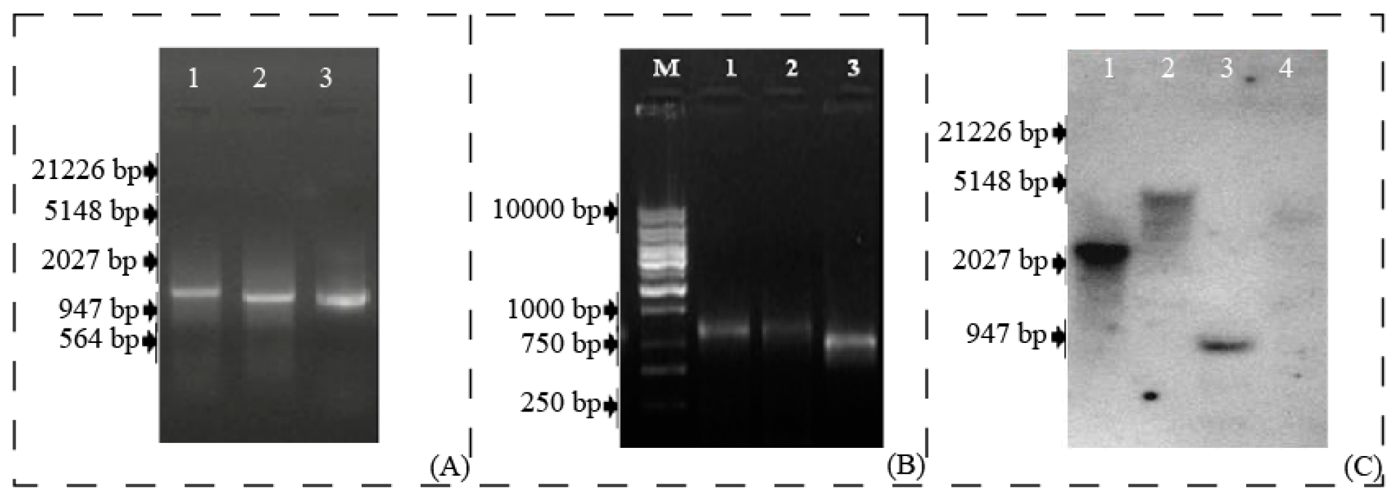 Peanuts genetics processing and utilization