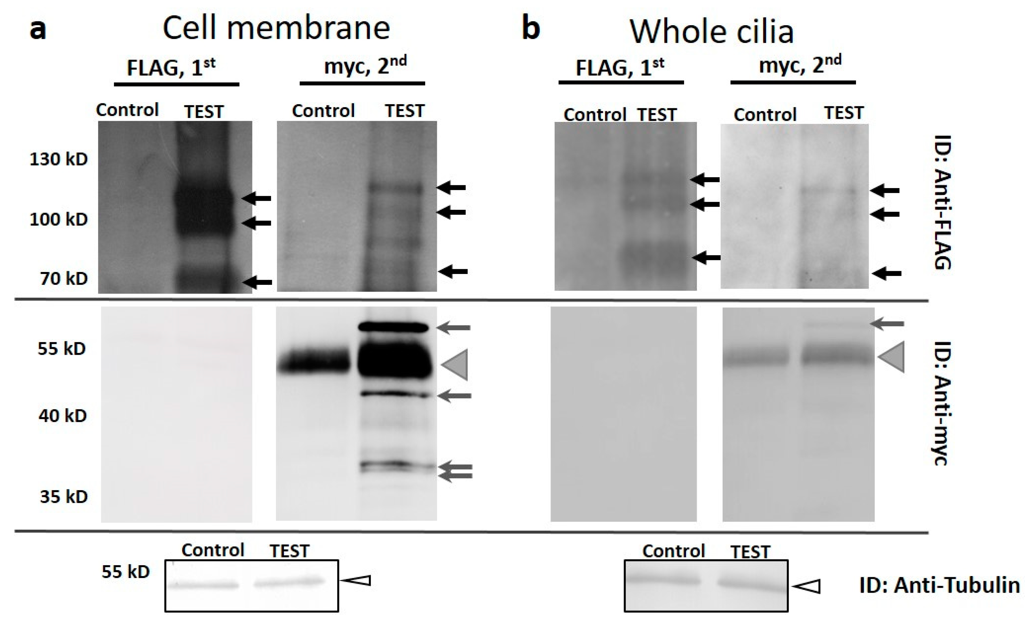 Genes 10 00455 g003 Genes 10 00455 g003