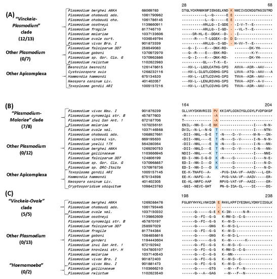 Genes Free Full Text Novel Molecular Synapomorphies Demarcate Different Main Groups Subgroups Of Plasmodium And Piroplasmida Species Clarifying Their Evolutionary Relationships