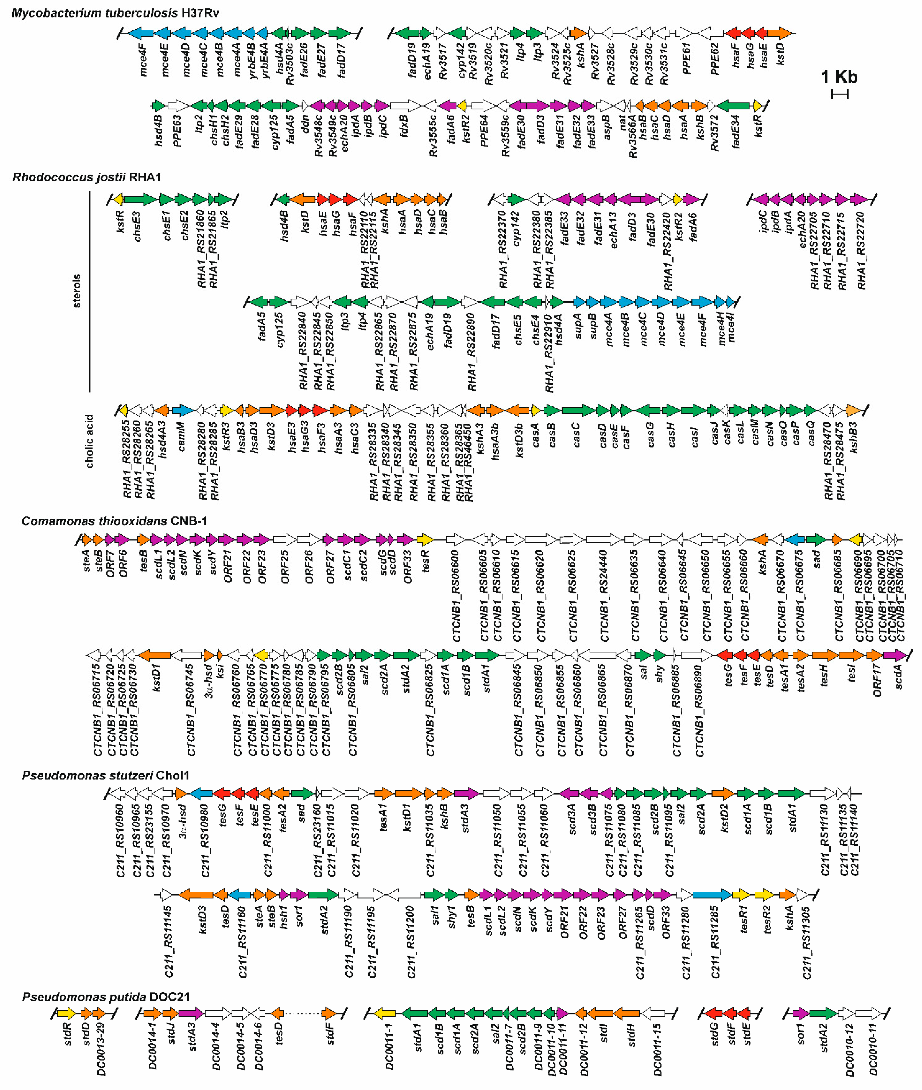 Genes | Free Full-Text | Steroids as Environmental Compounds ...