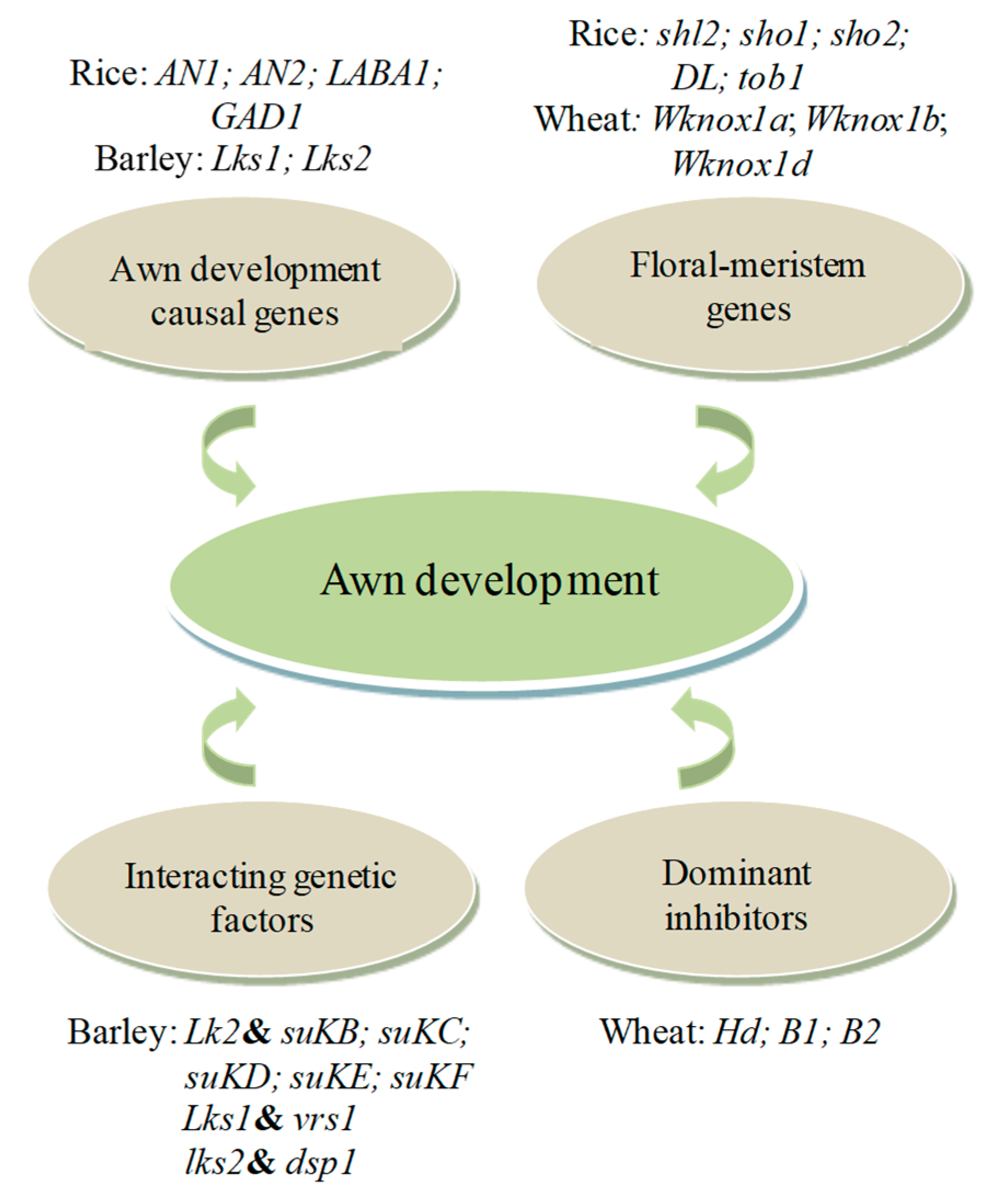 Agronomy Free Full Text Morphometry Of The Wheat Spike By Analyzing 2d Images Html