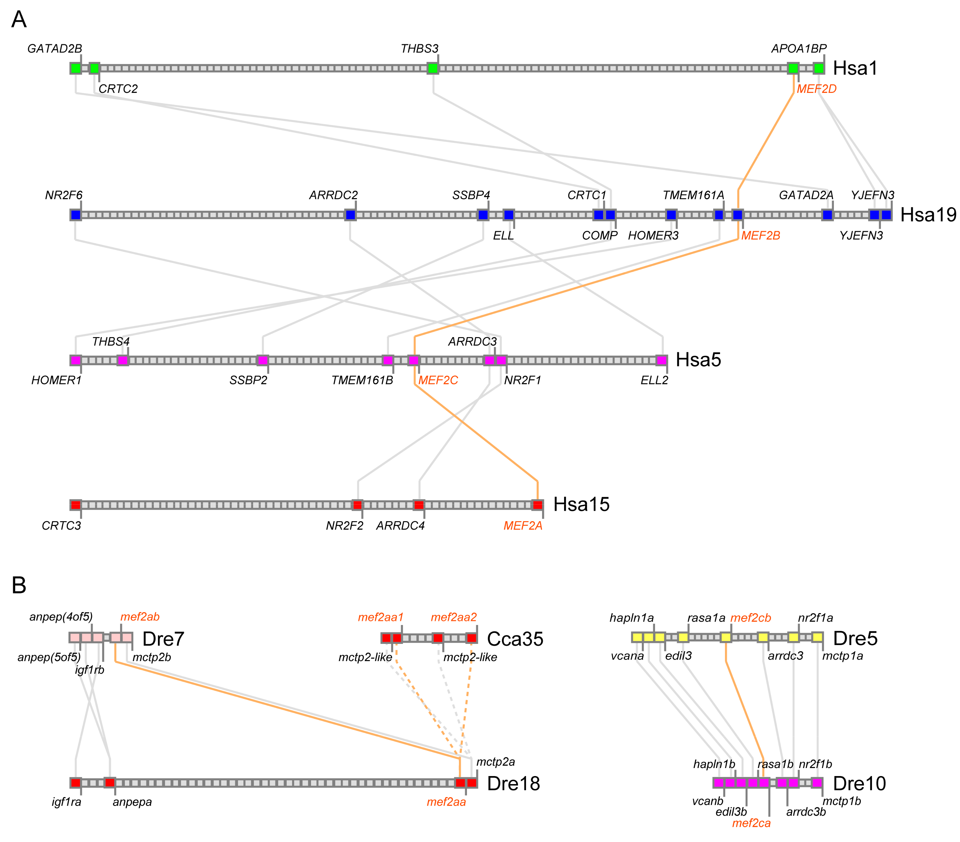 Genes 10 00588 g003 Genes 10 00588 g003